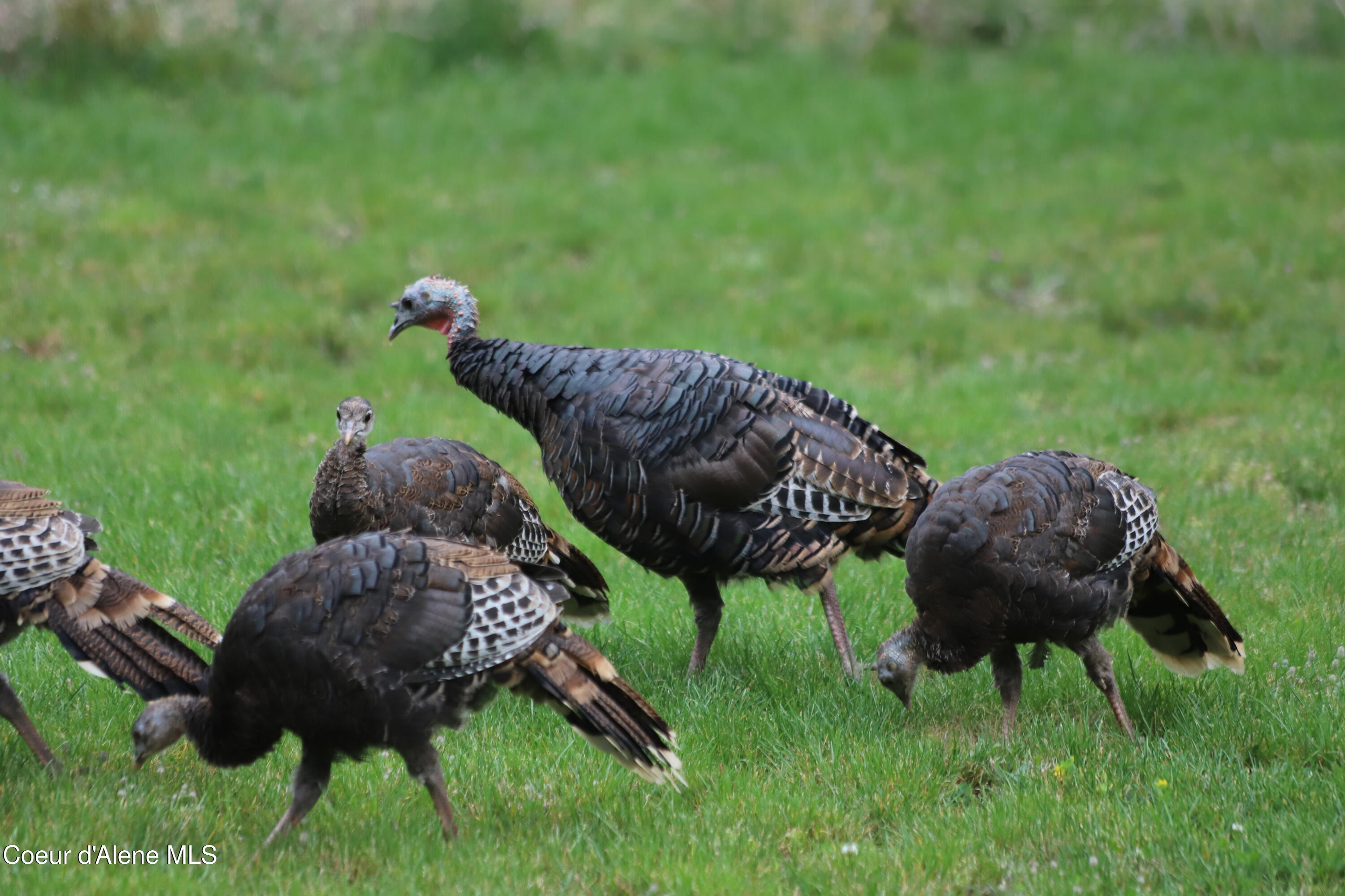 11683 E WHITETAIL DR