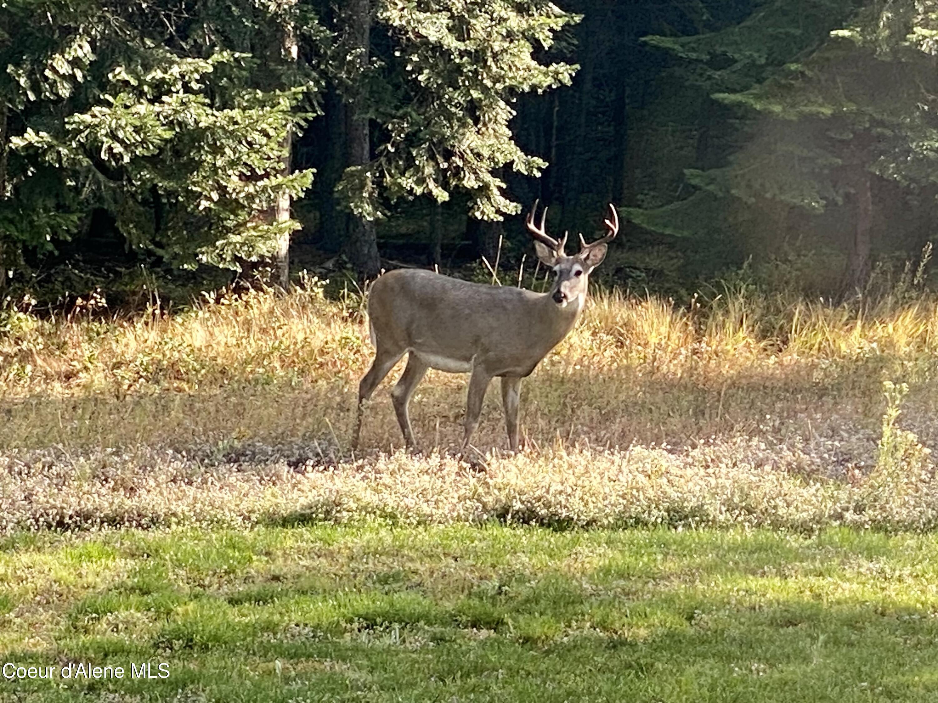 11683 E WHITETAIL DR