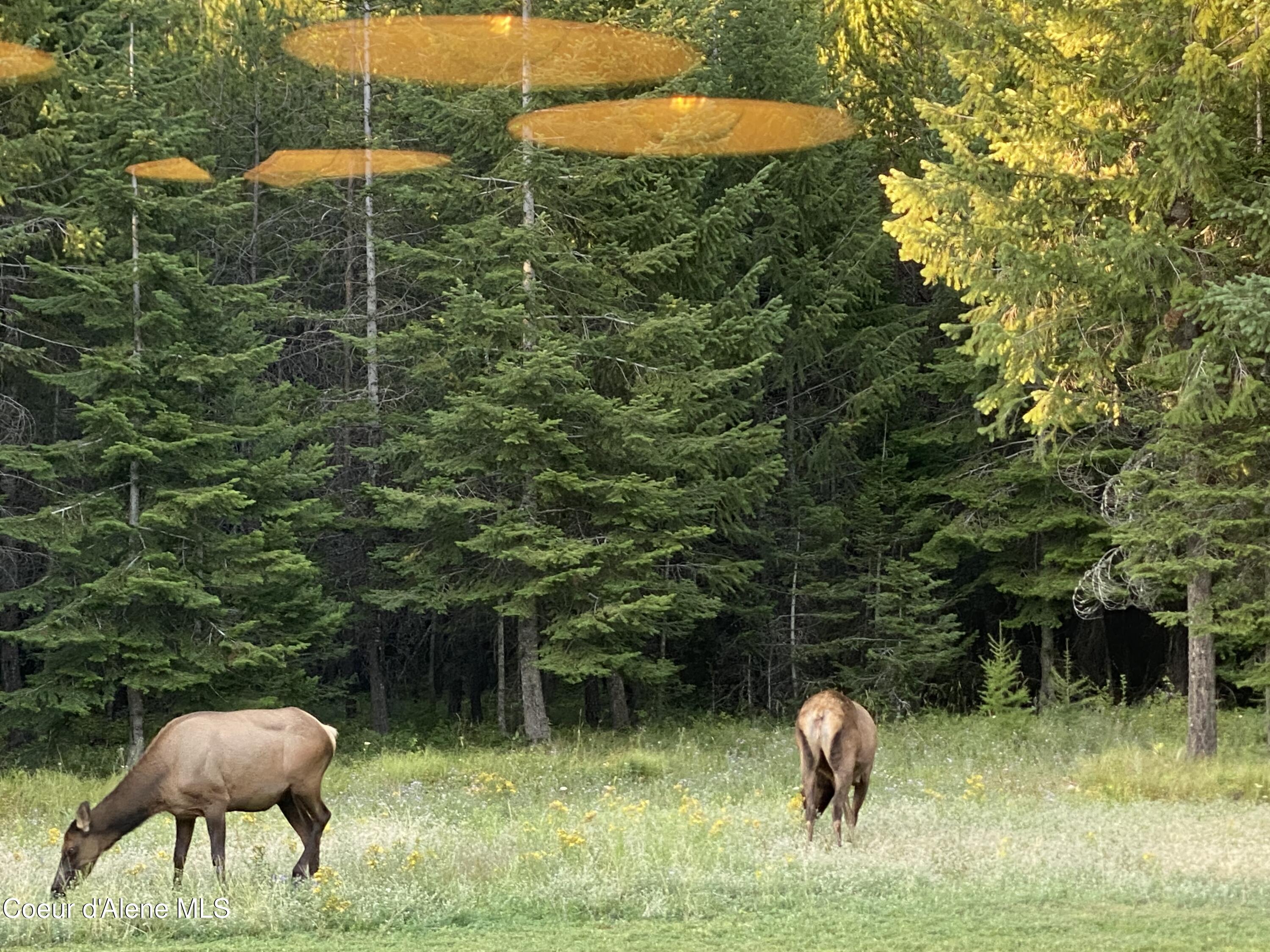 11683 E WHITETAIL DR