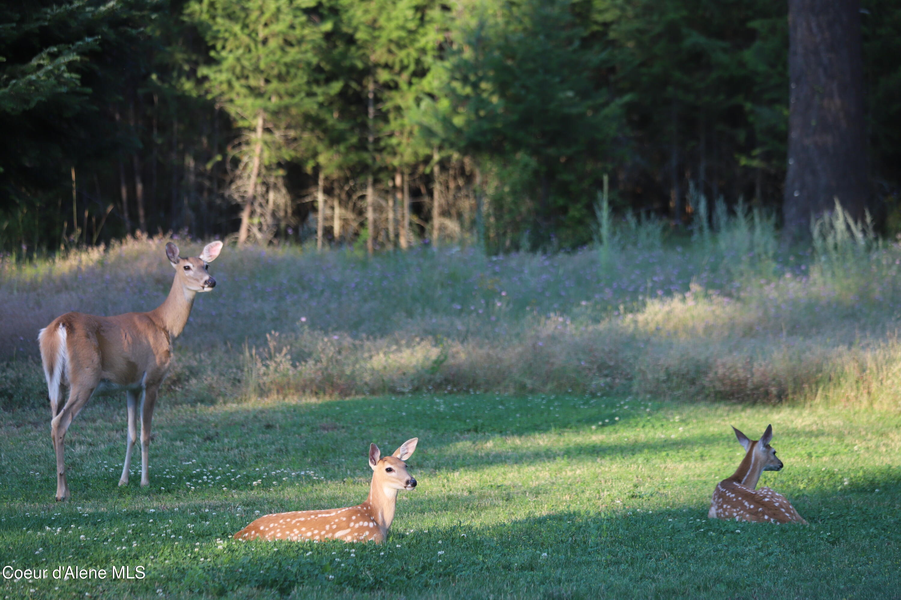 11683 E WHITETAIL DR