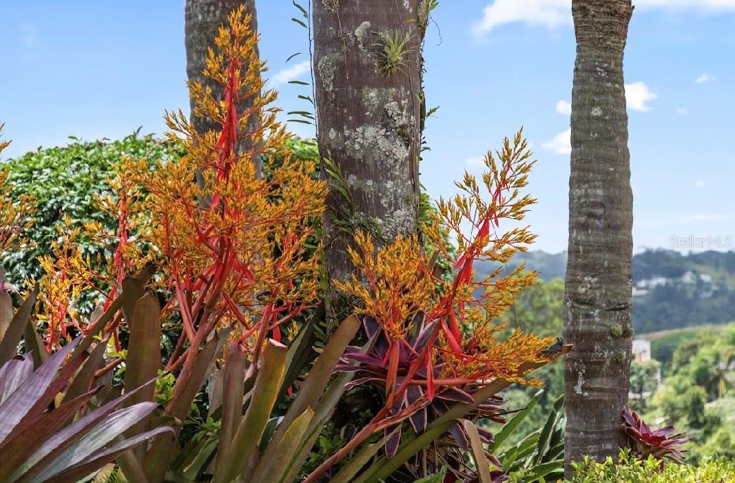 184 km BO GUAVATE BRISAS DEL BOSQUE #7