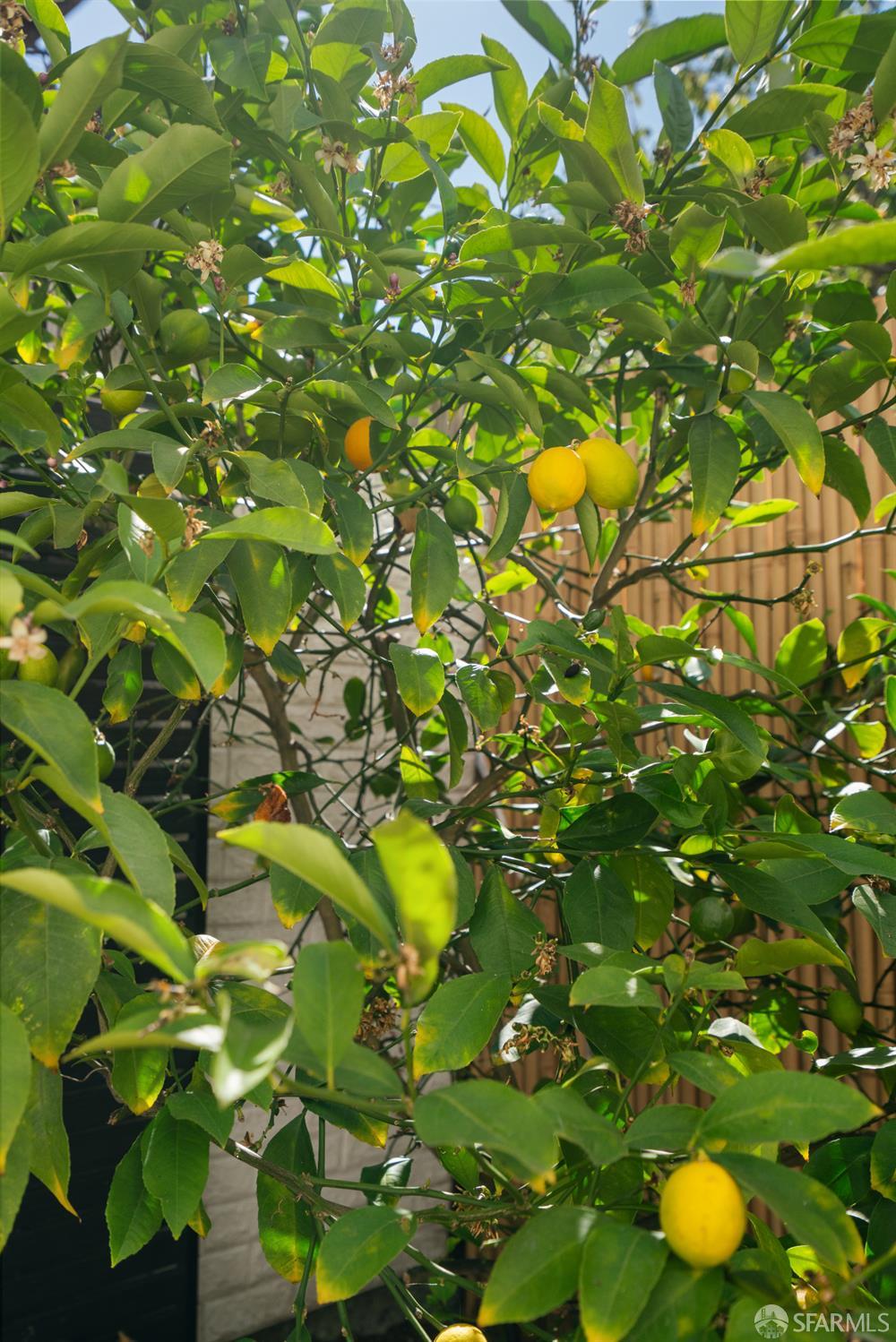 Lemon tree beside the home, with ripe yellow fruit among dense green leaves.