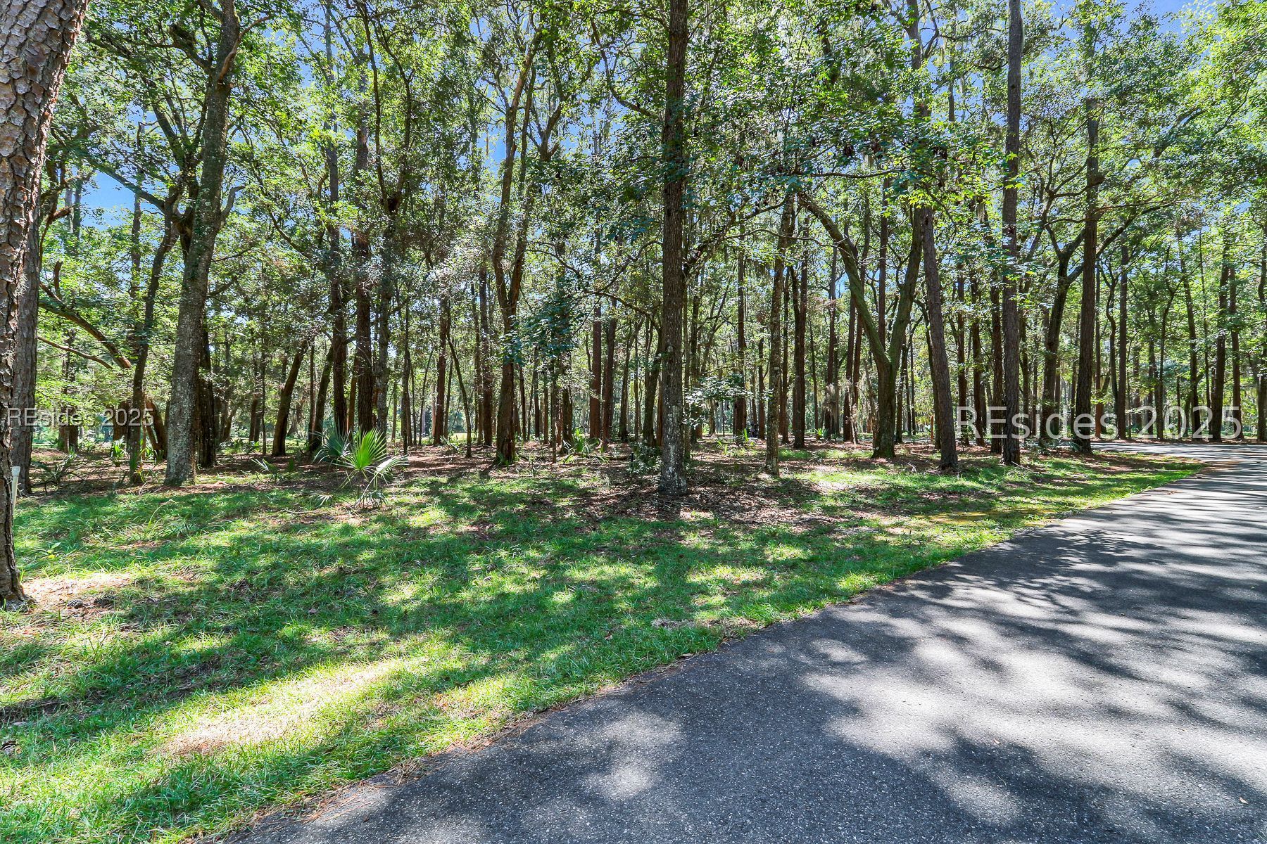 Wooded property with mature trees and palmetto plants beside a paved road.