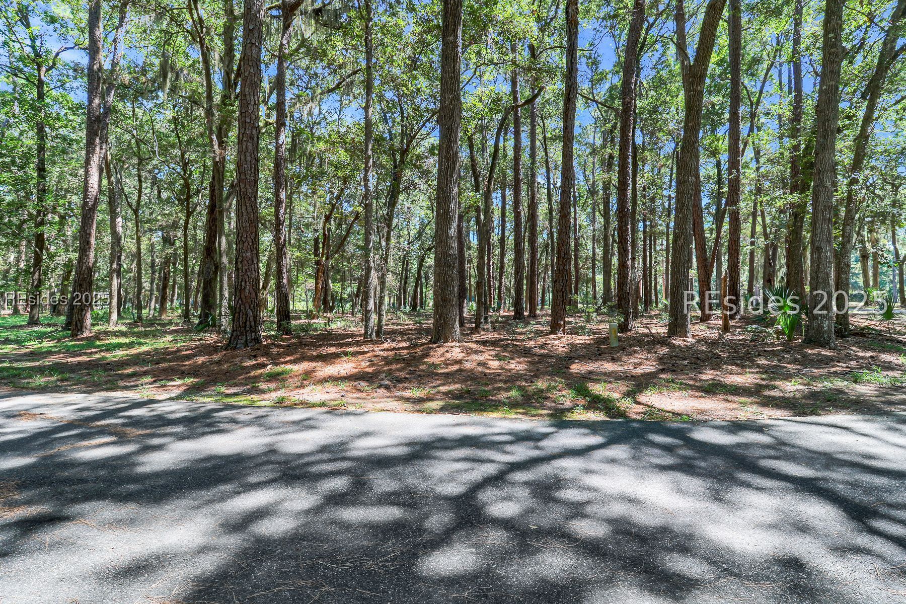 Wooded vacant lot with mature trees bordering a paved road.