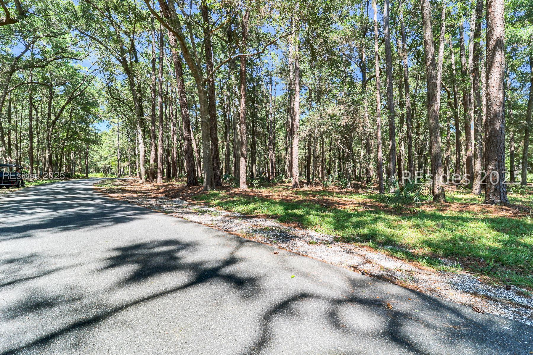 Wooded vacant property beside a paved road, with mature trees and dappled sunlight.