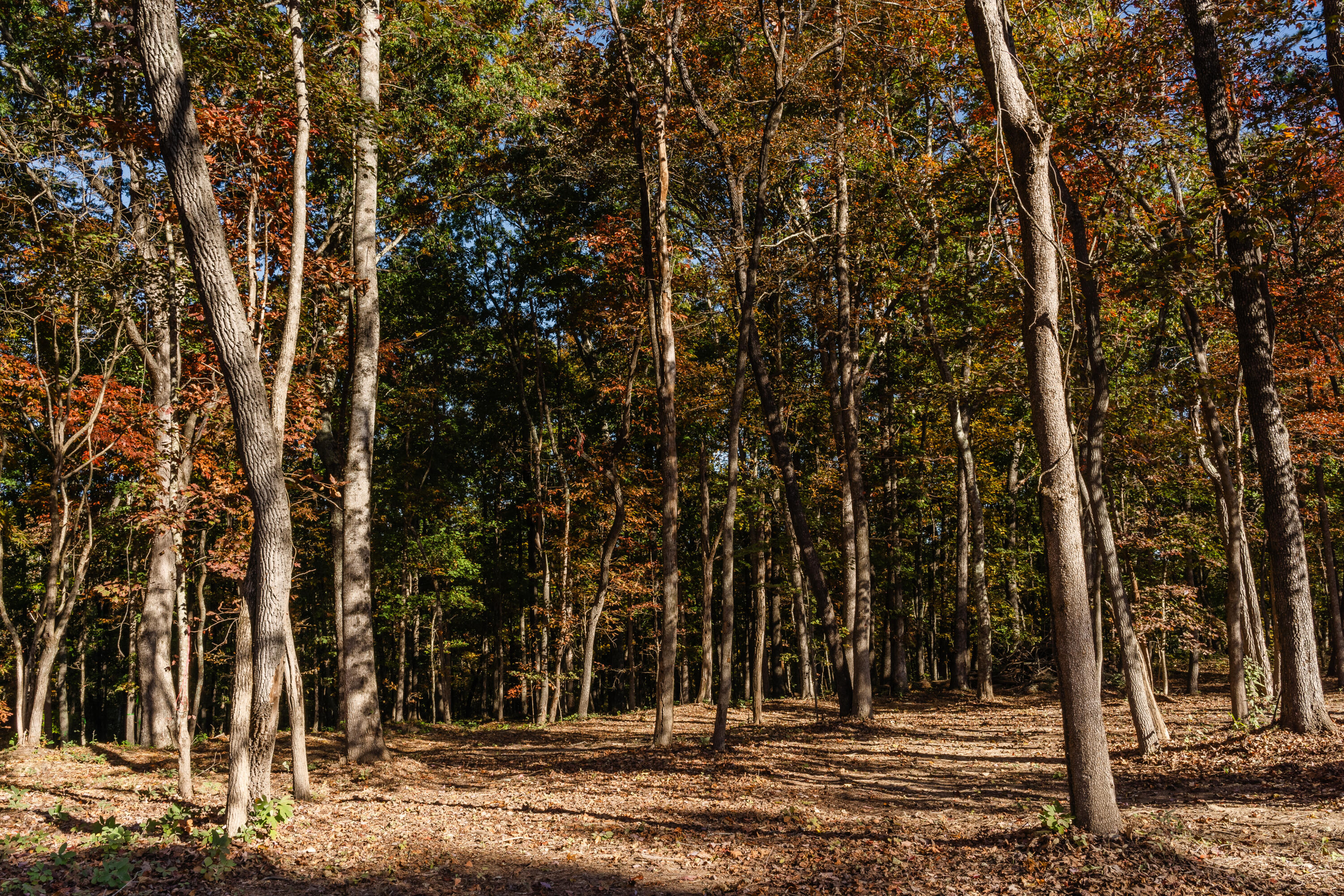 3308 River Gorge Drive, Lot 1409