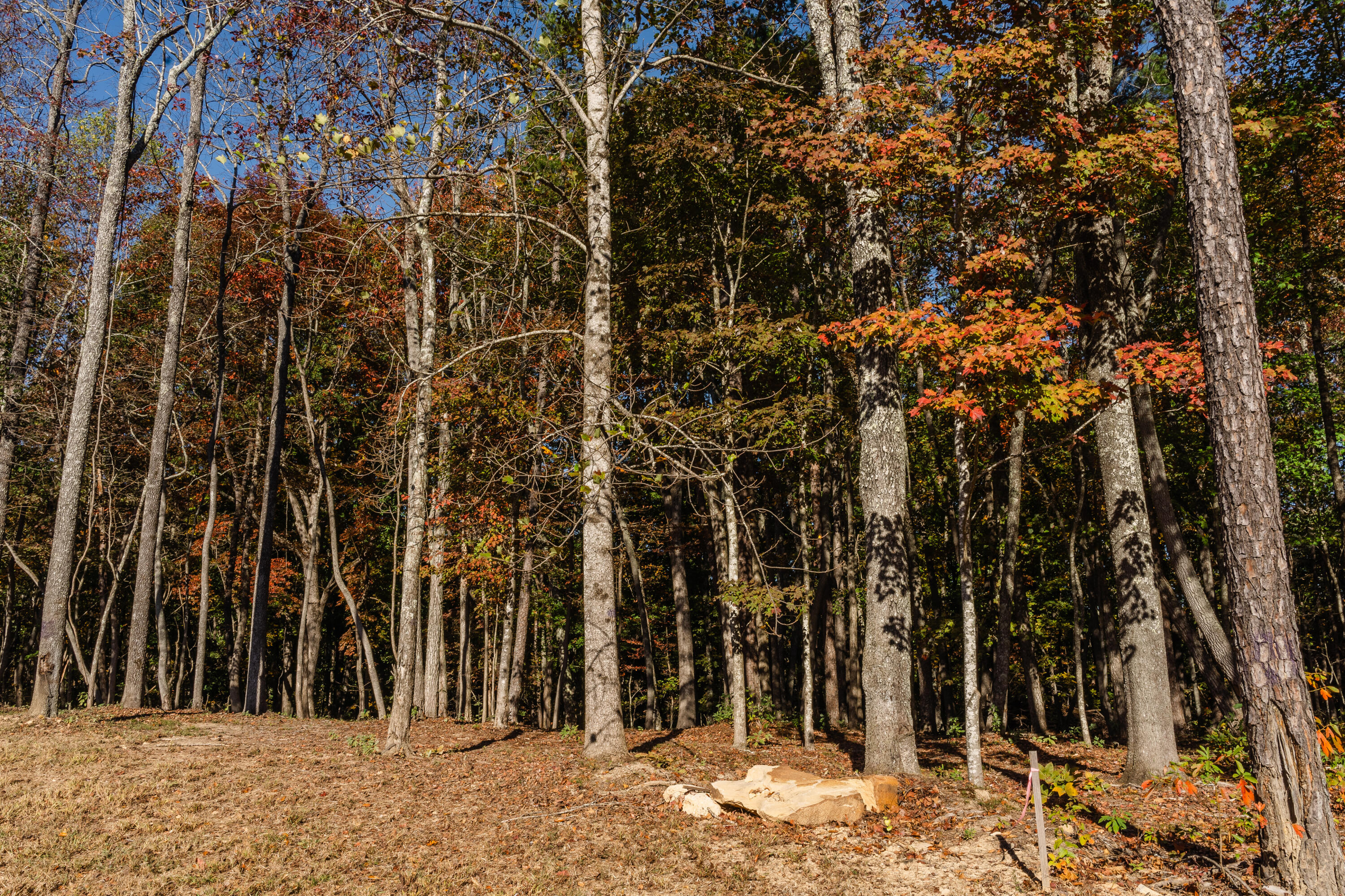 3308 River Gorge Drive, Lot 1409