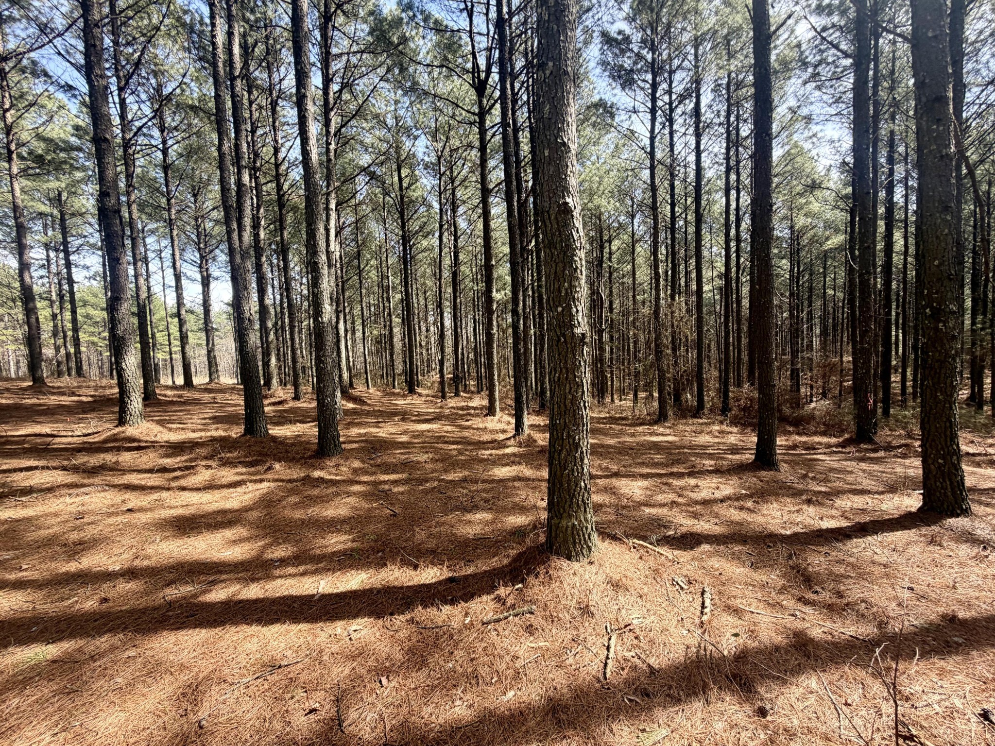 2076 Meditation Lane