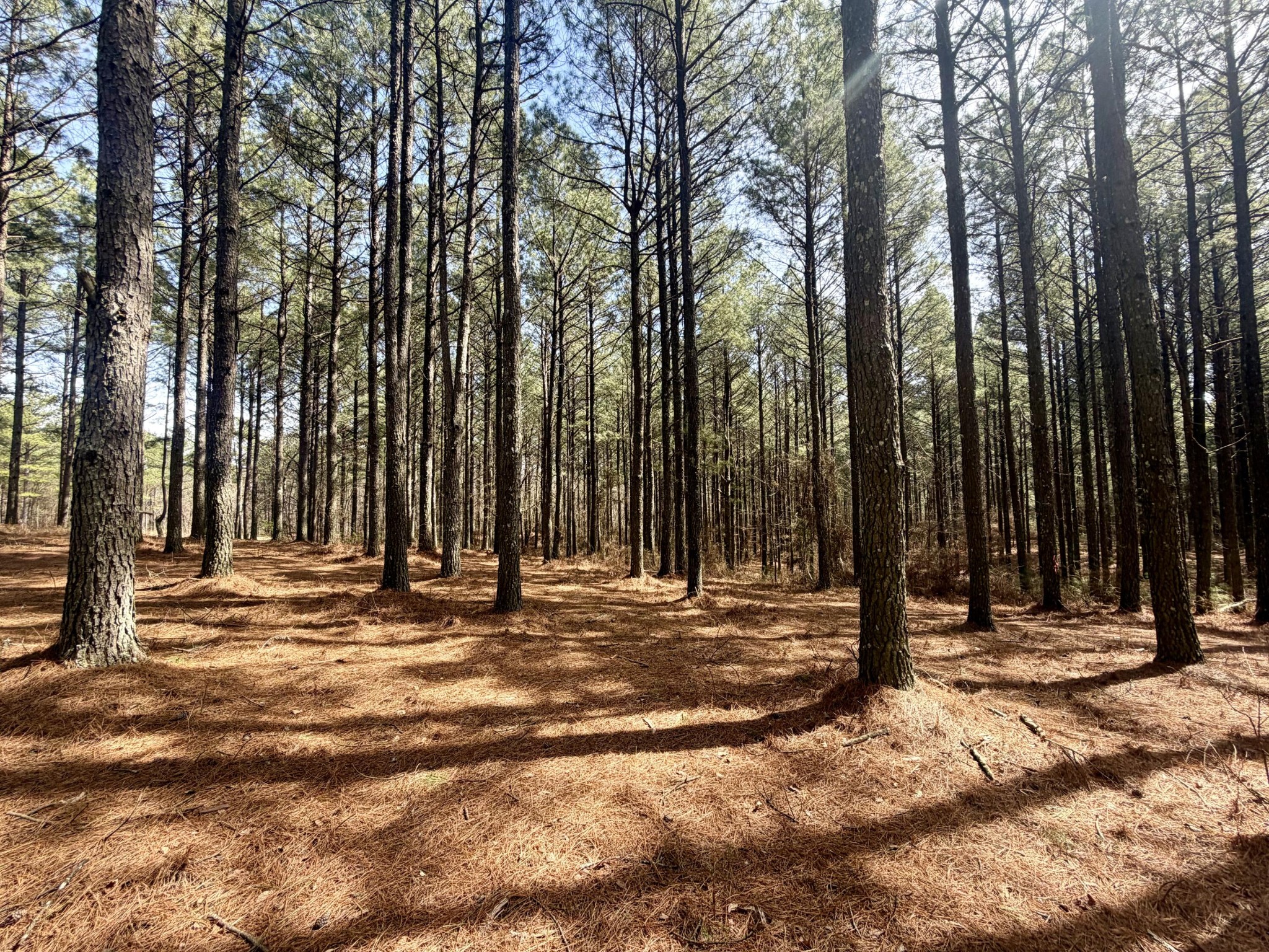 2076 Meditation Lane