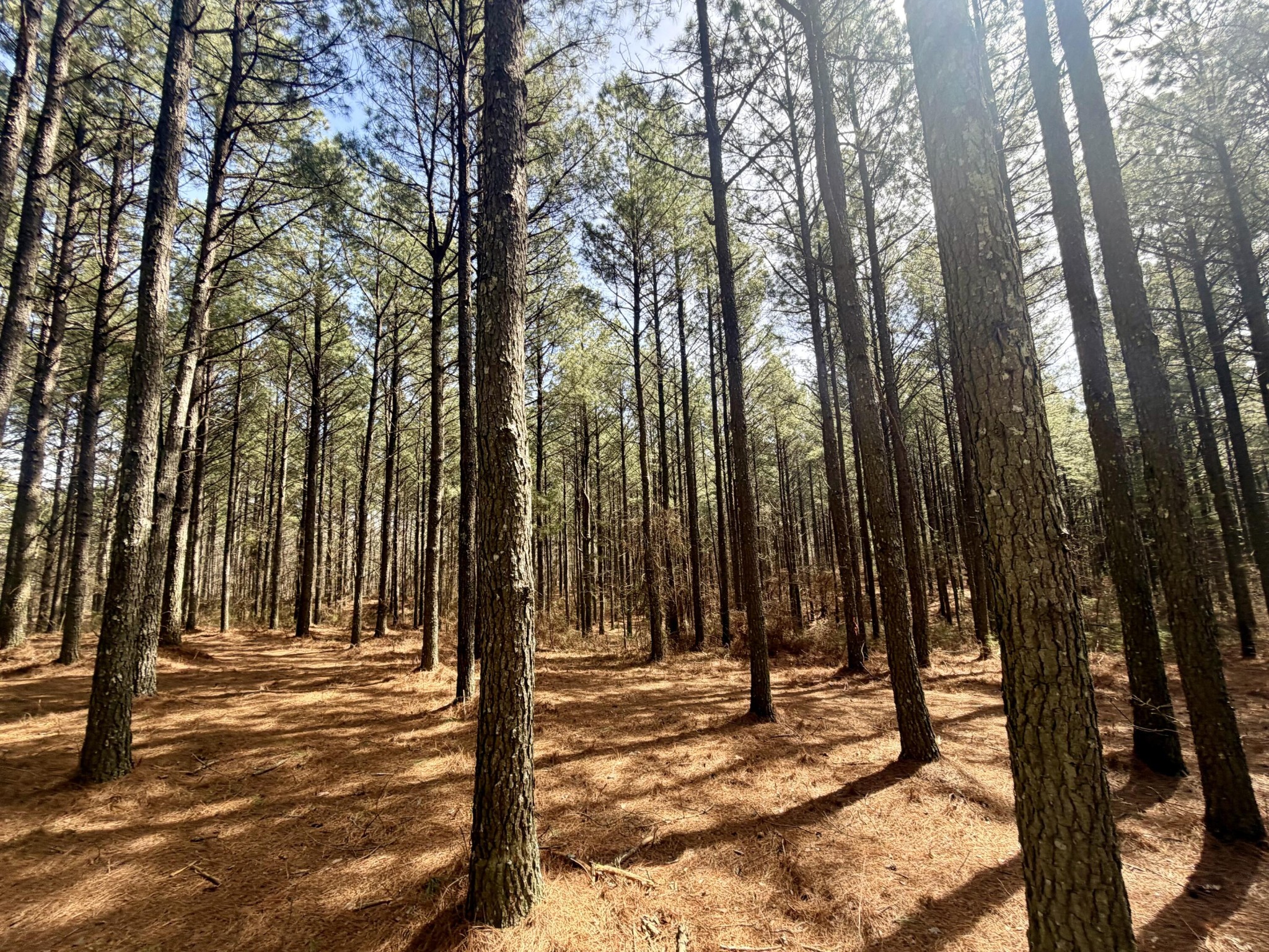 2076 Meditation Lane