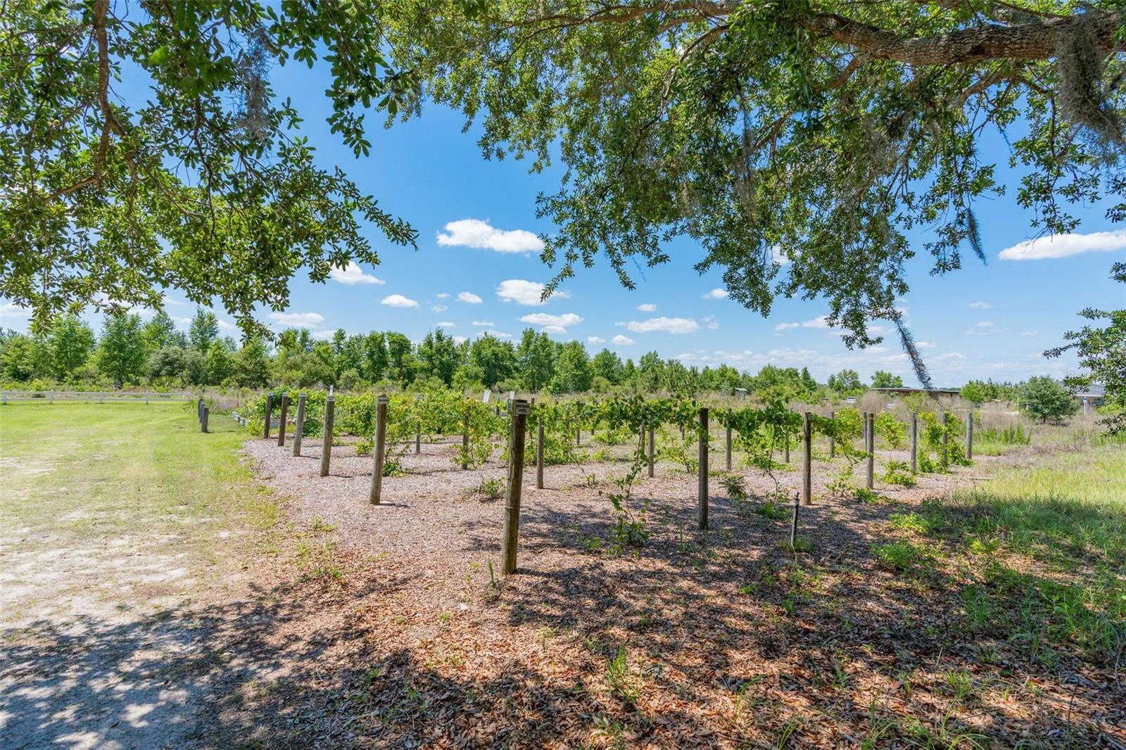 5515 WINDSONG OAK DR