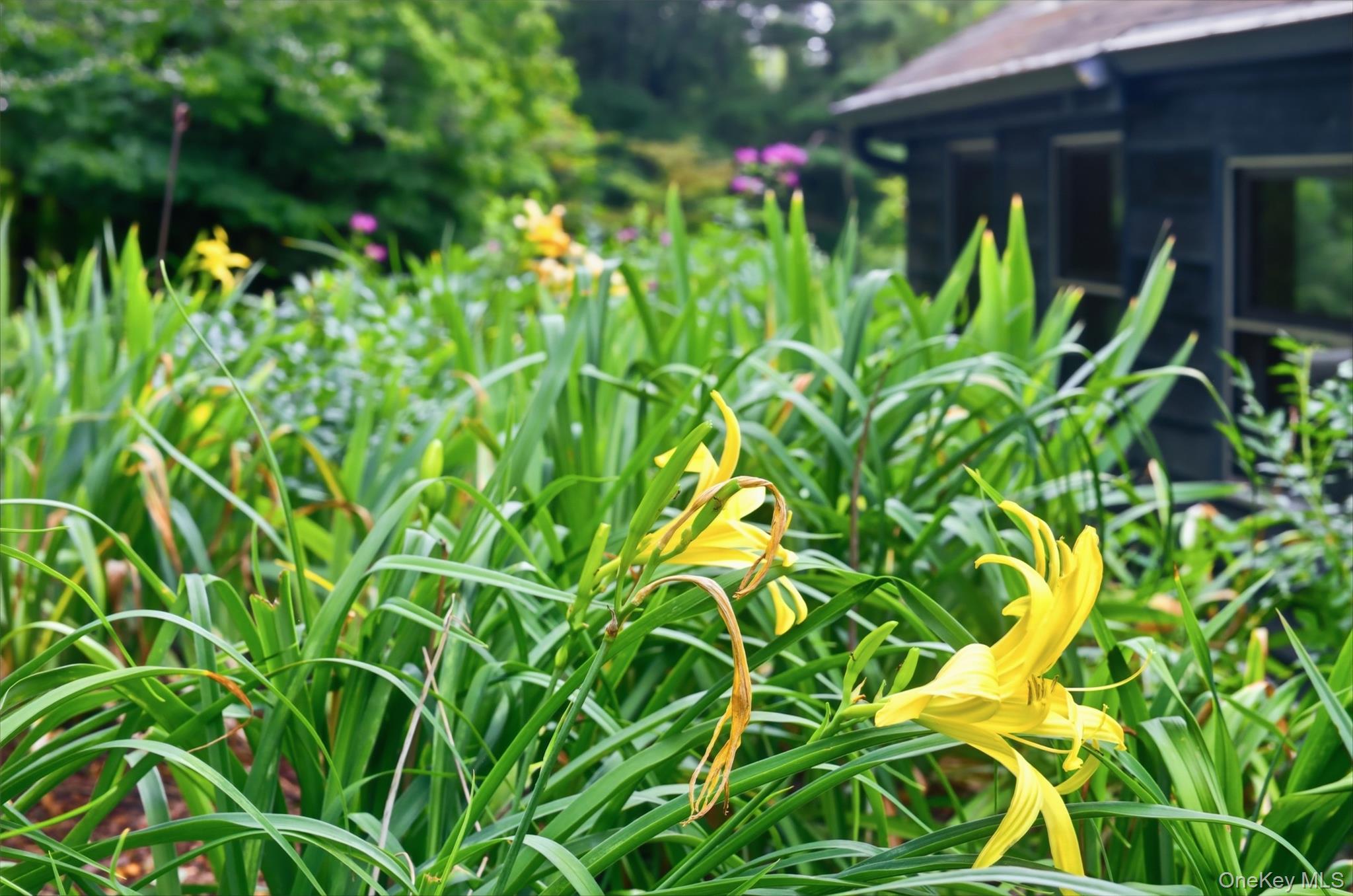 Lily House