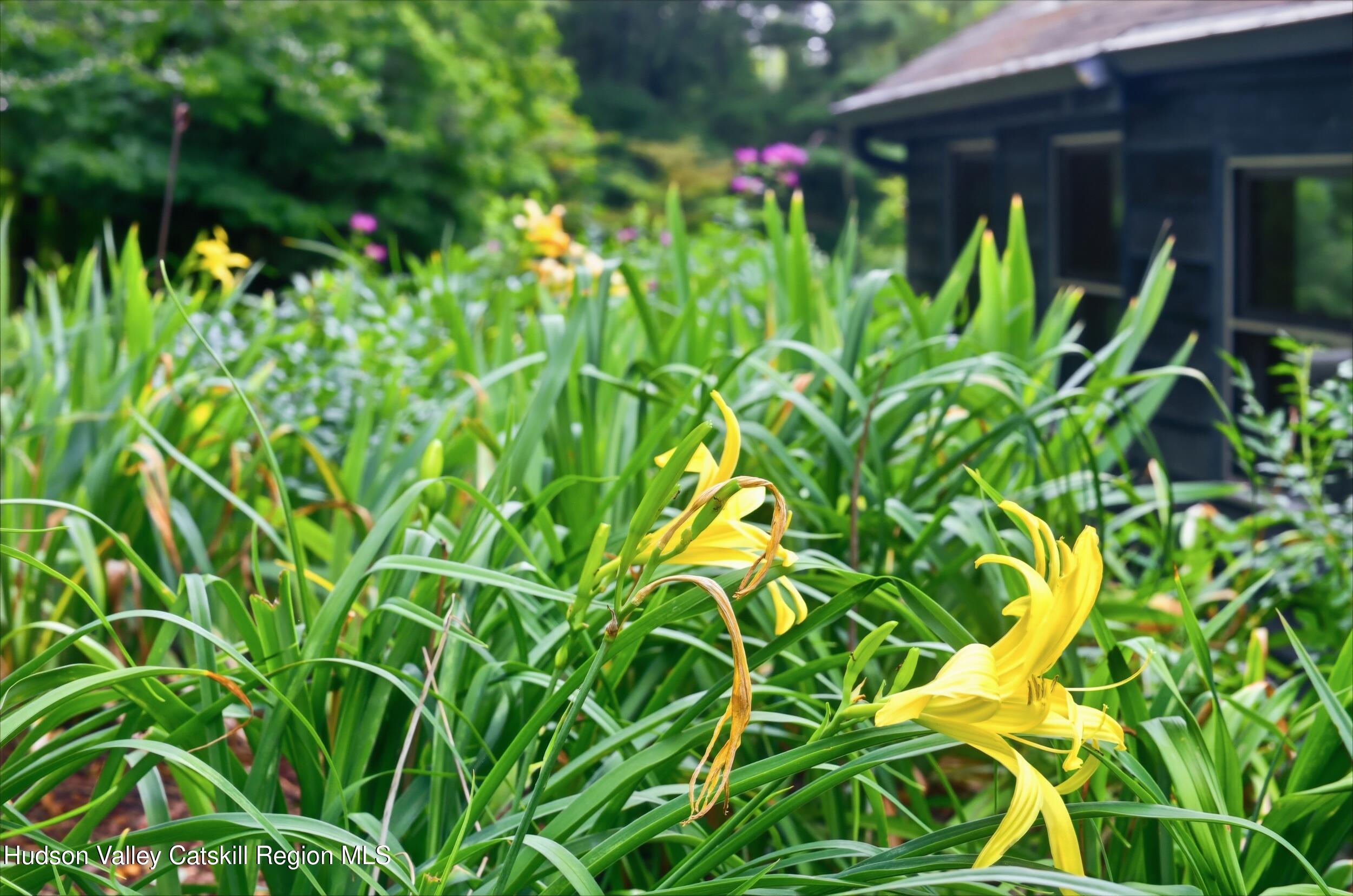 Lily House
