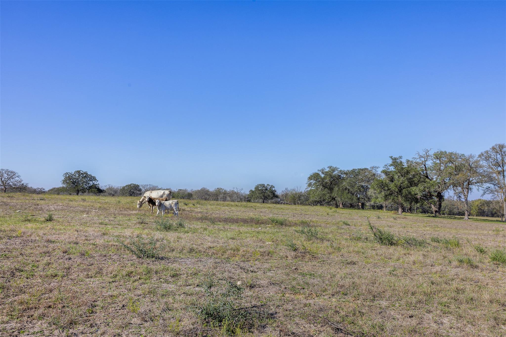 Tract J Farm to Market 795