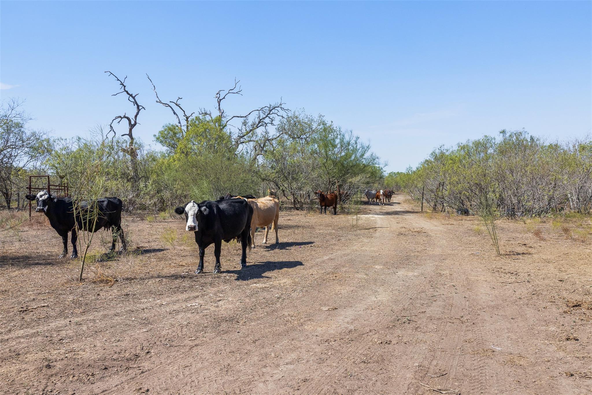 TBD Wagon RD