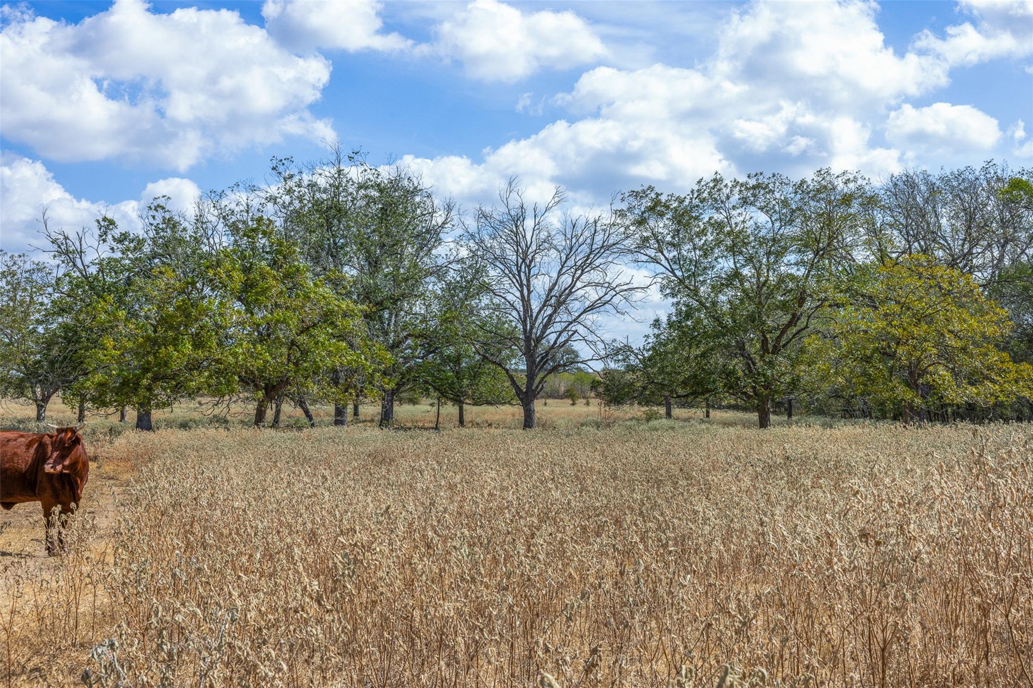 11915 FM 86, Lockhart