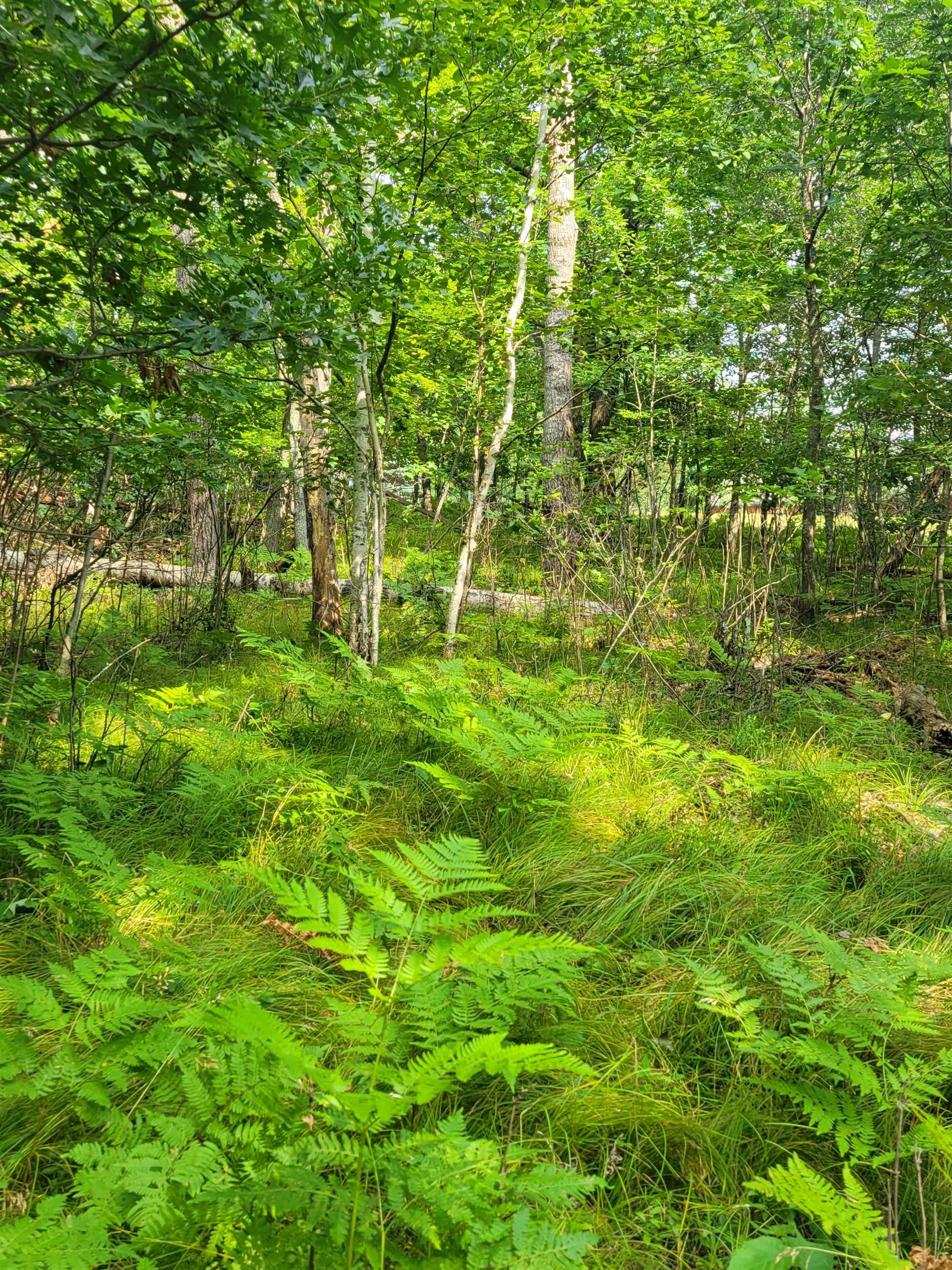 THORN LAKE Loop Unit: 25