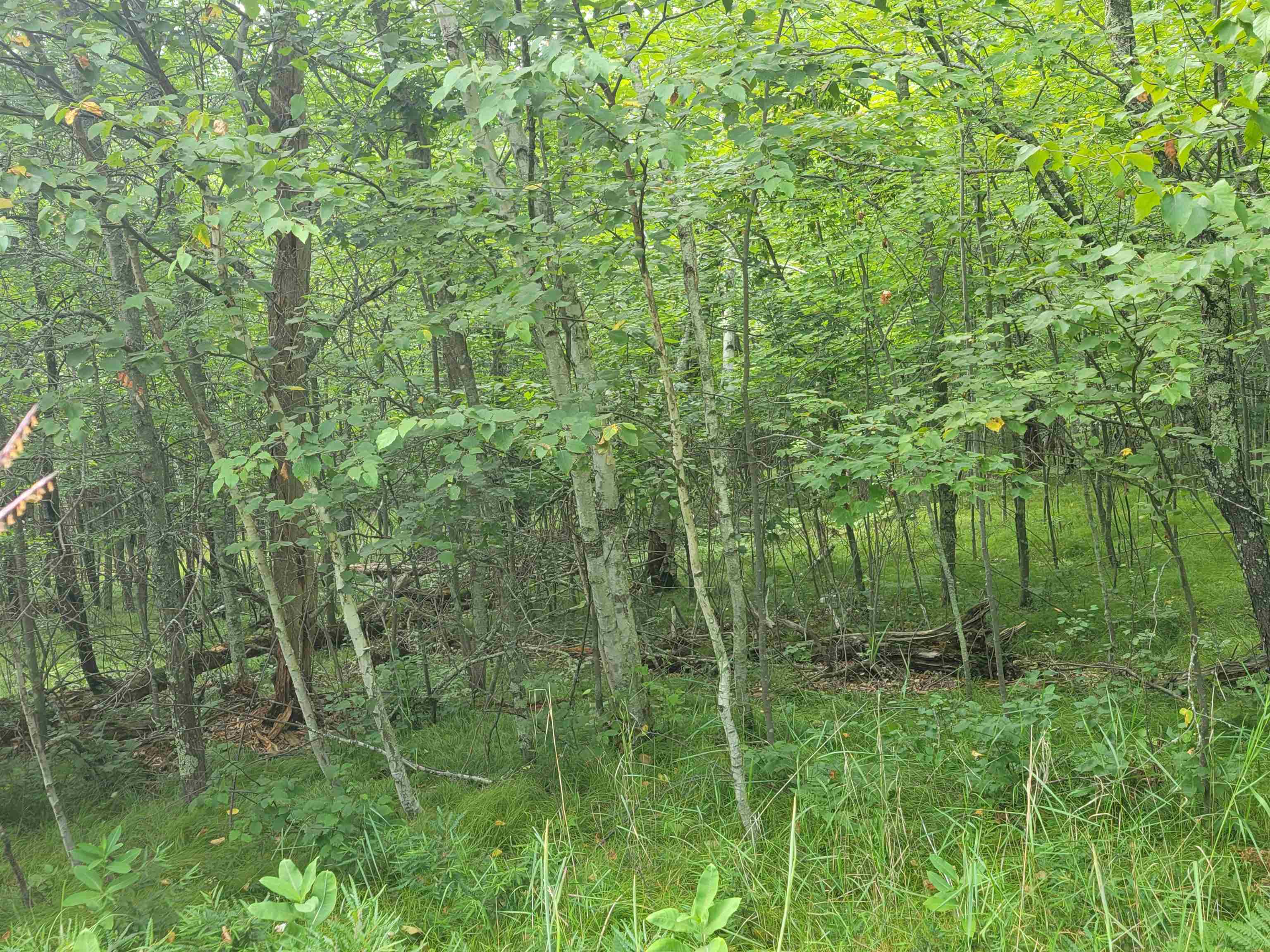THORN LAKE Loop Unit: 25