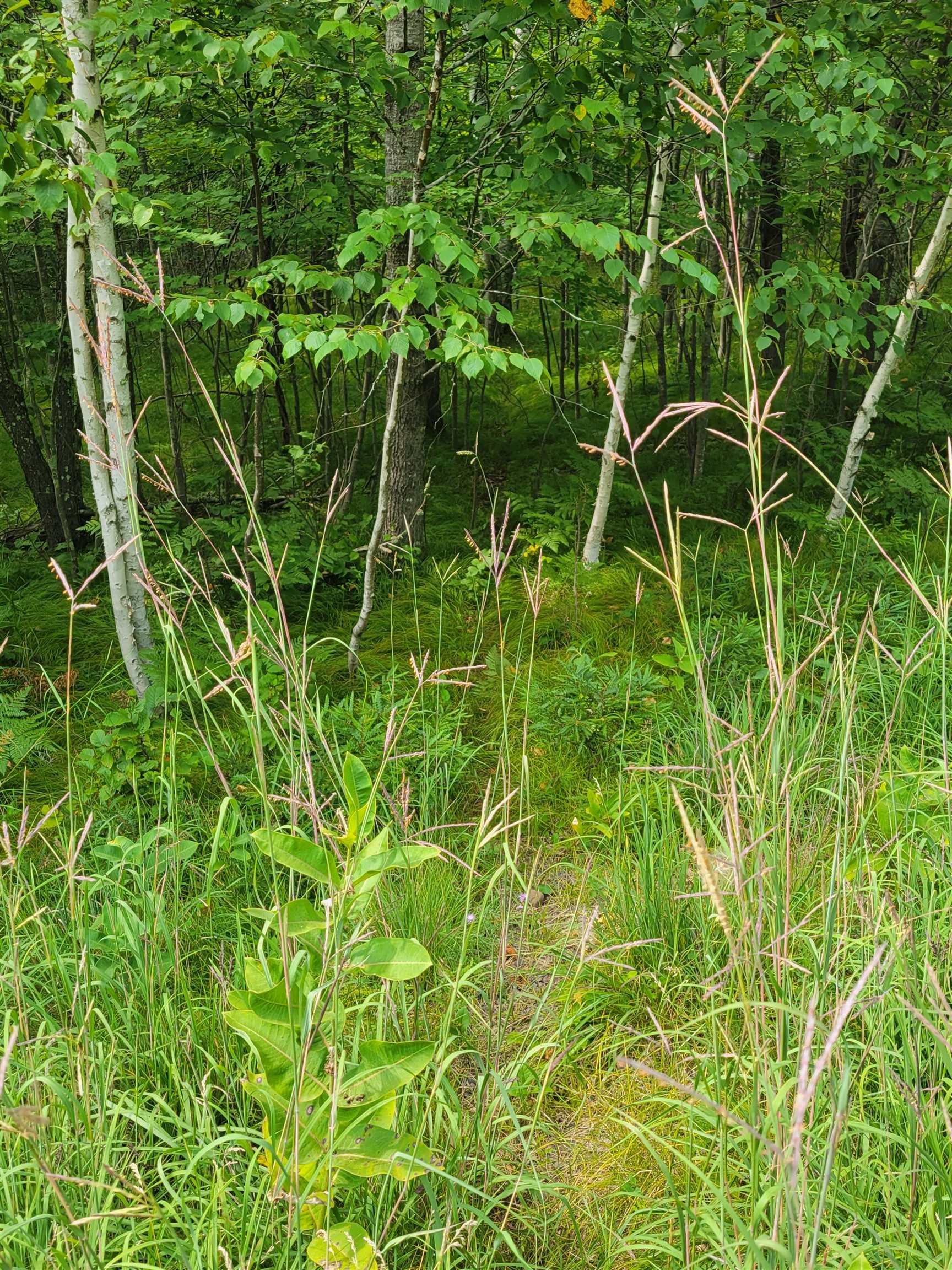 THORN LAKE Loop Unit: 25