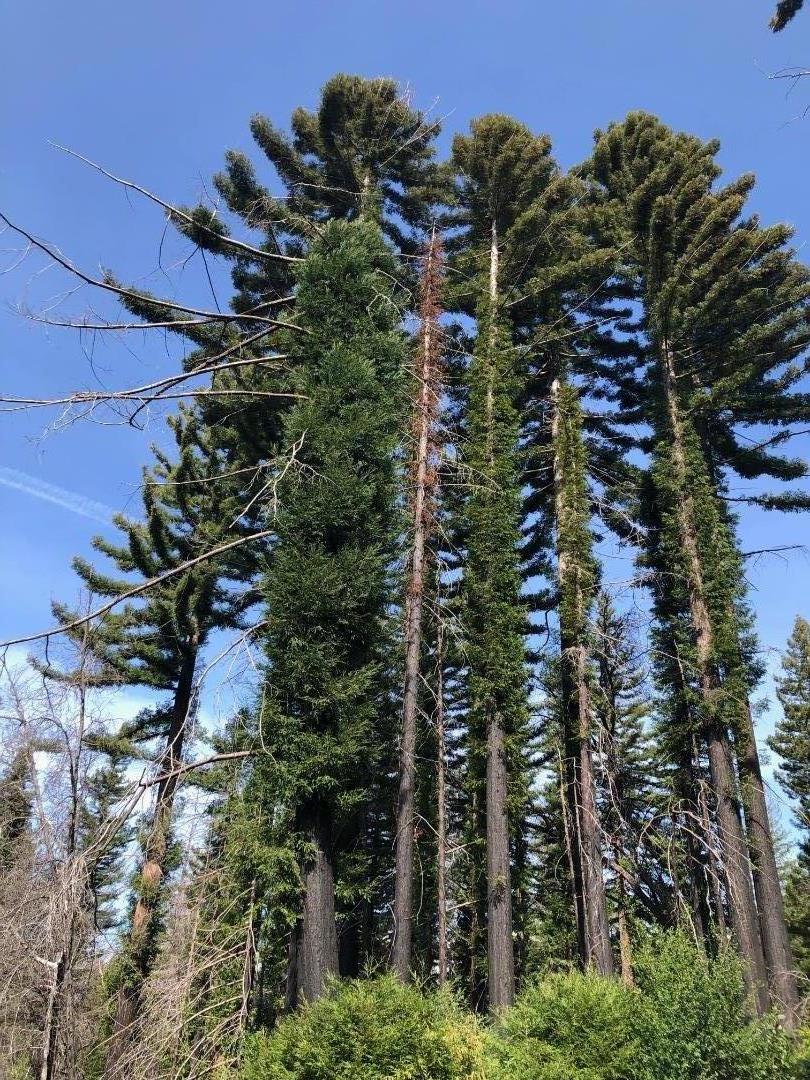 20801 Little Basin RD