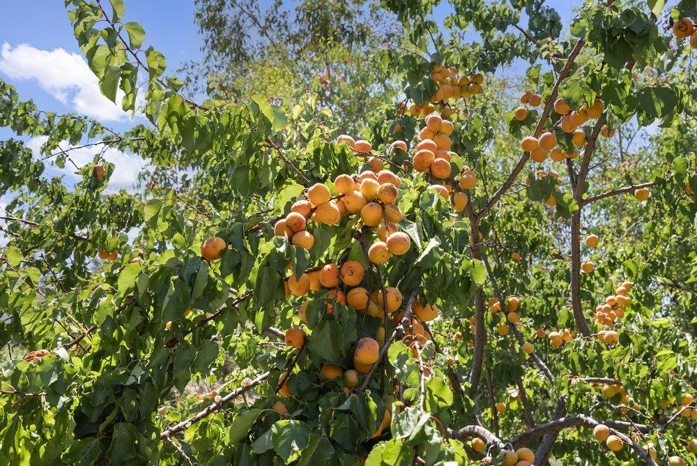 15355 Blackberry Hill RD