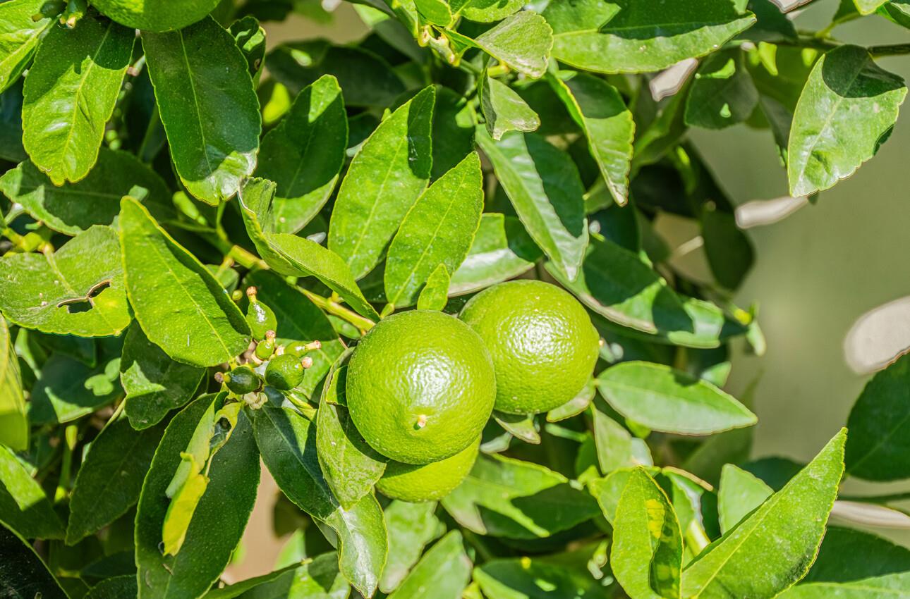 949 Nantucket Boulevard 29