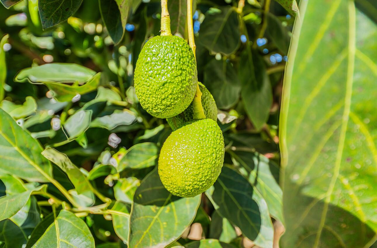 949 Nantucket Boulevard 29