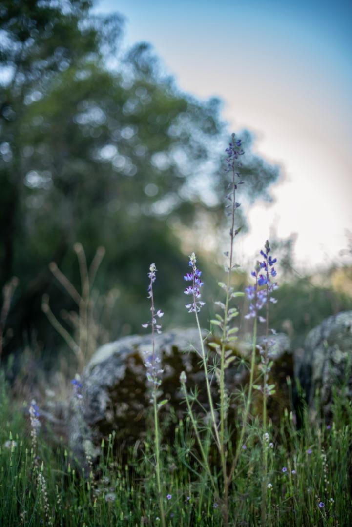 13804205 Pennyroyal Lane