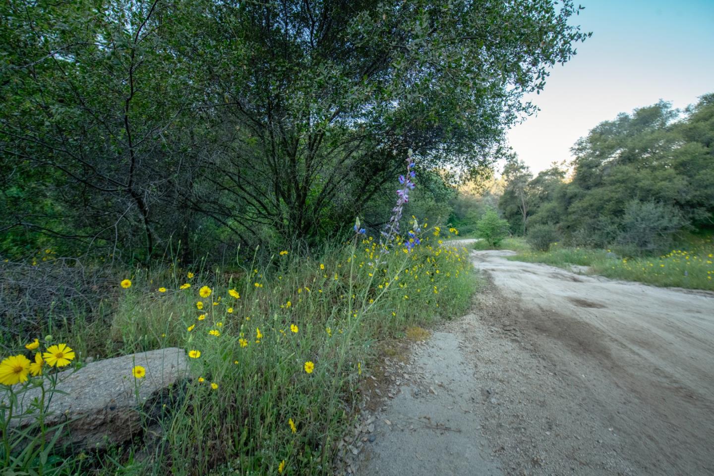 13804205 Pennyroyal Lane