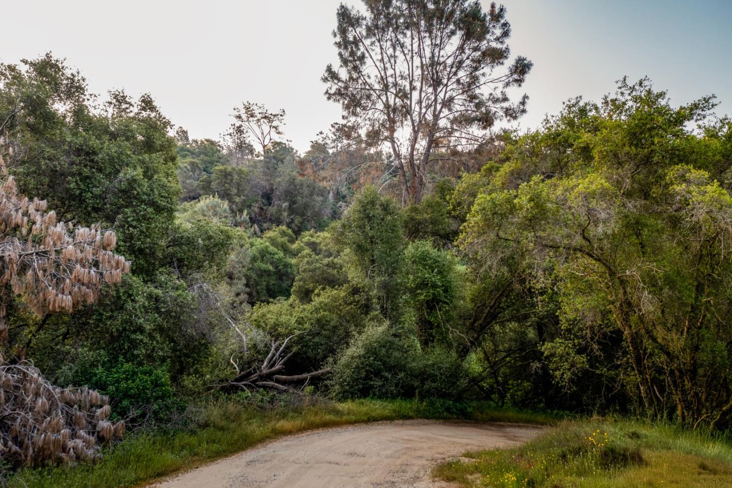 13804205 Pennyroyal Lane