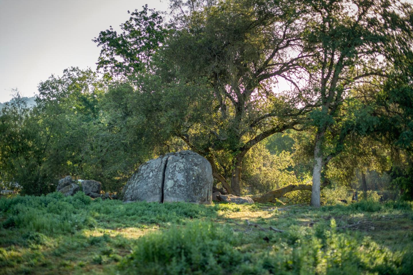 13804205 Pennyroyal Lane