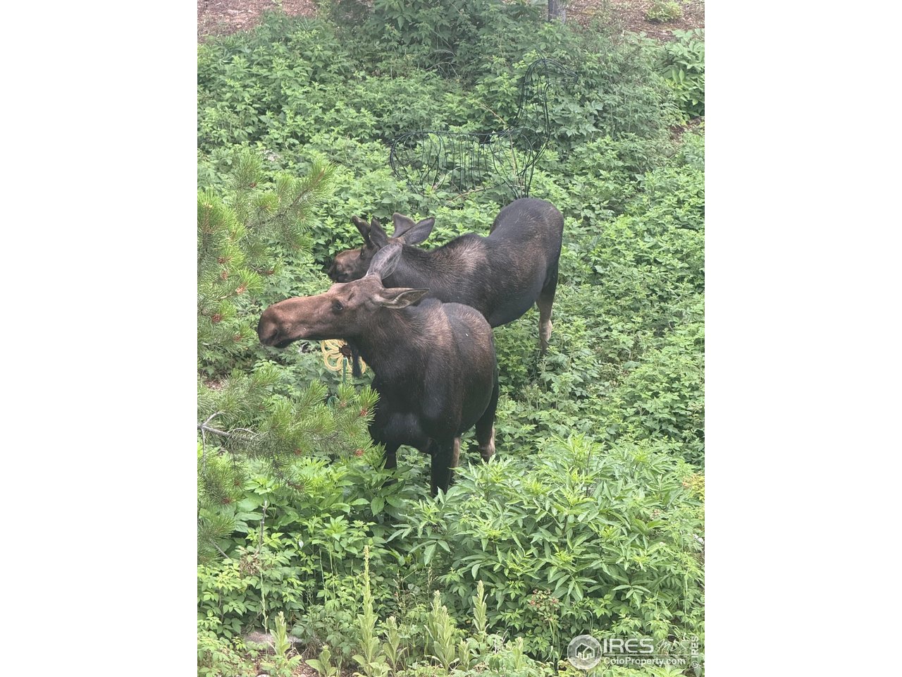 12023 Coal Creek Heights Dr