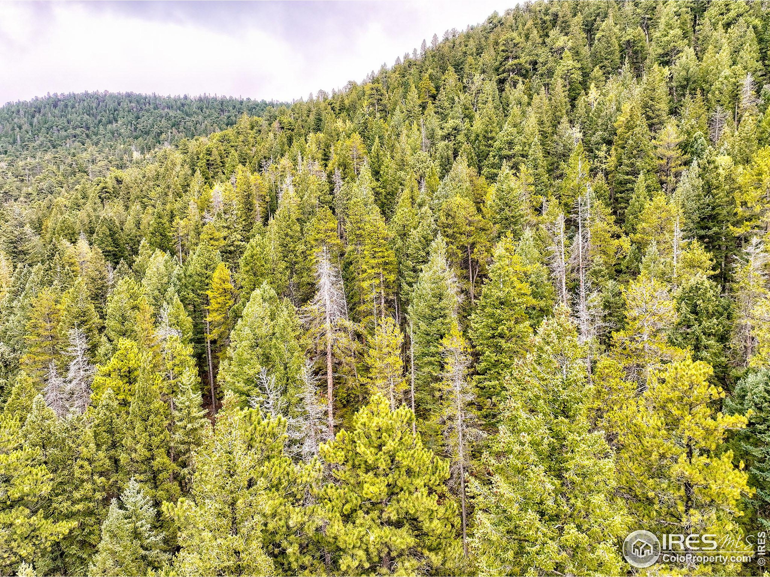 10862 Twin Spruce Rd