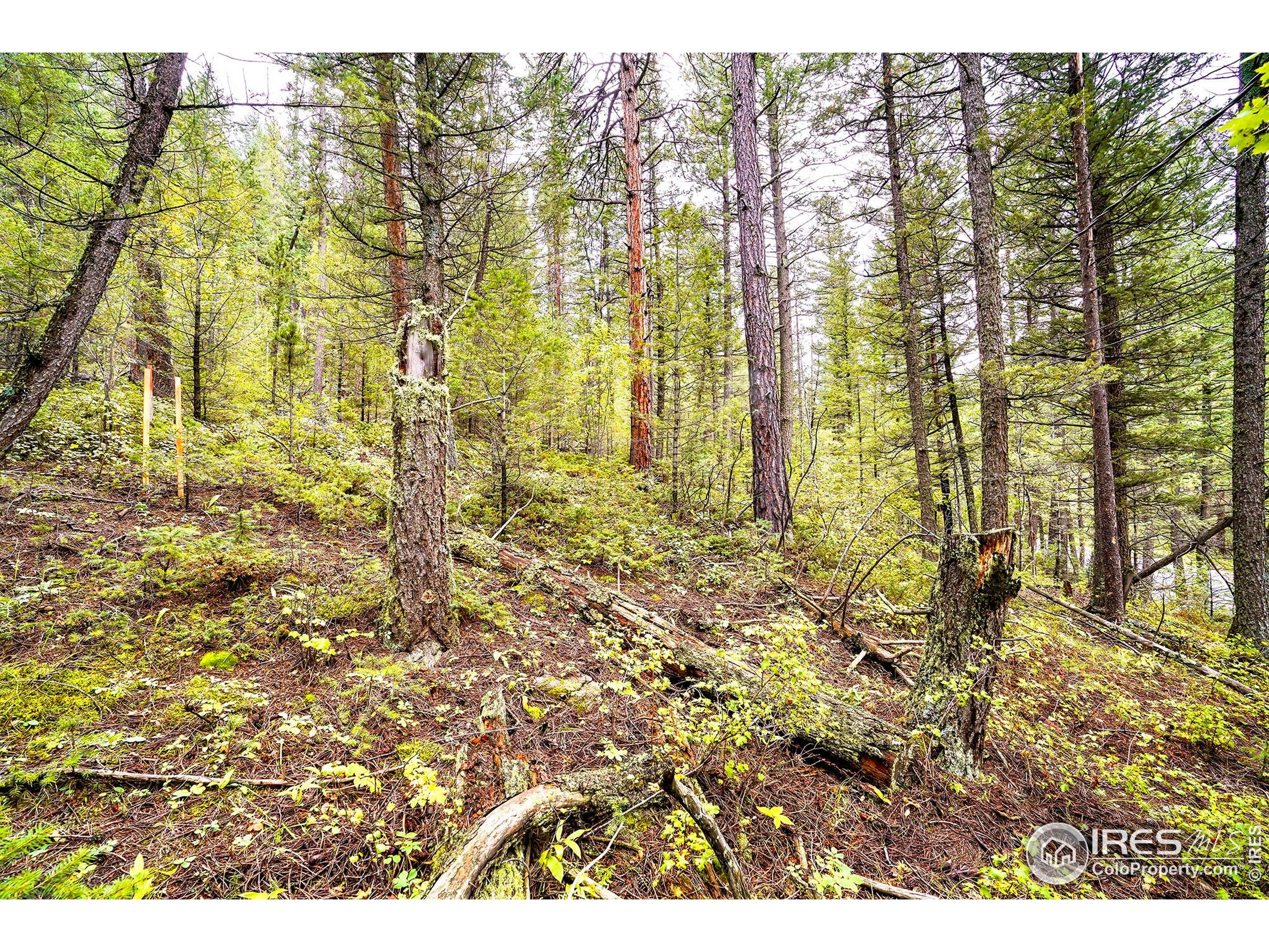 10862 Twin Spruce Rd