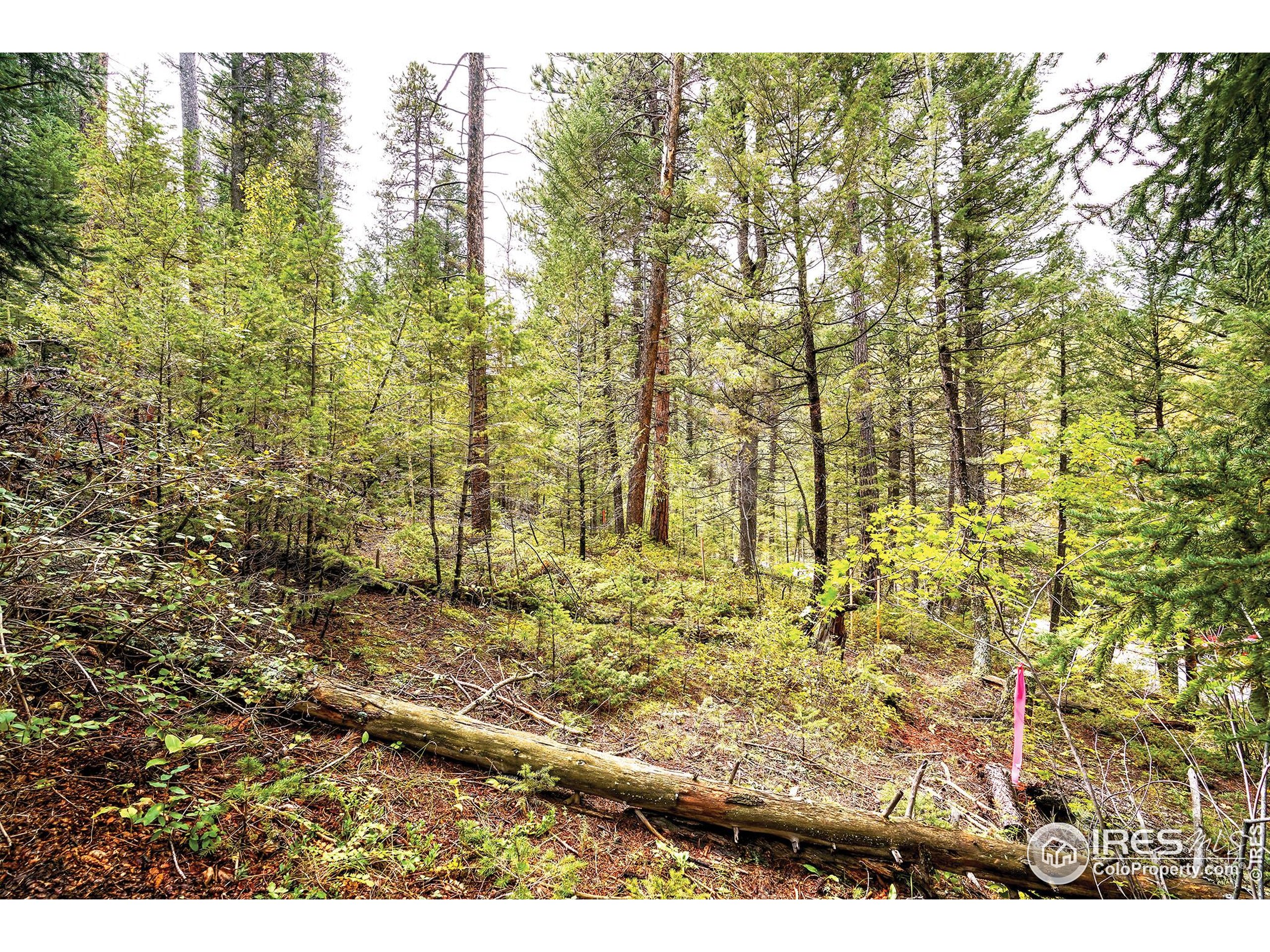 10862 Twin Spruce Rd