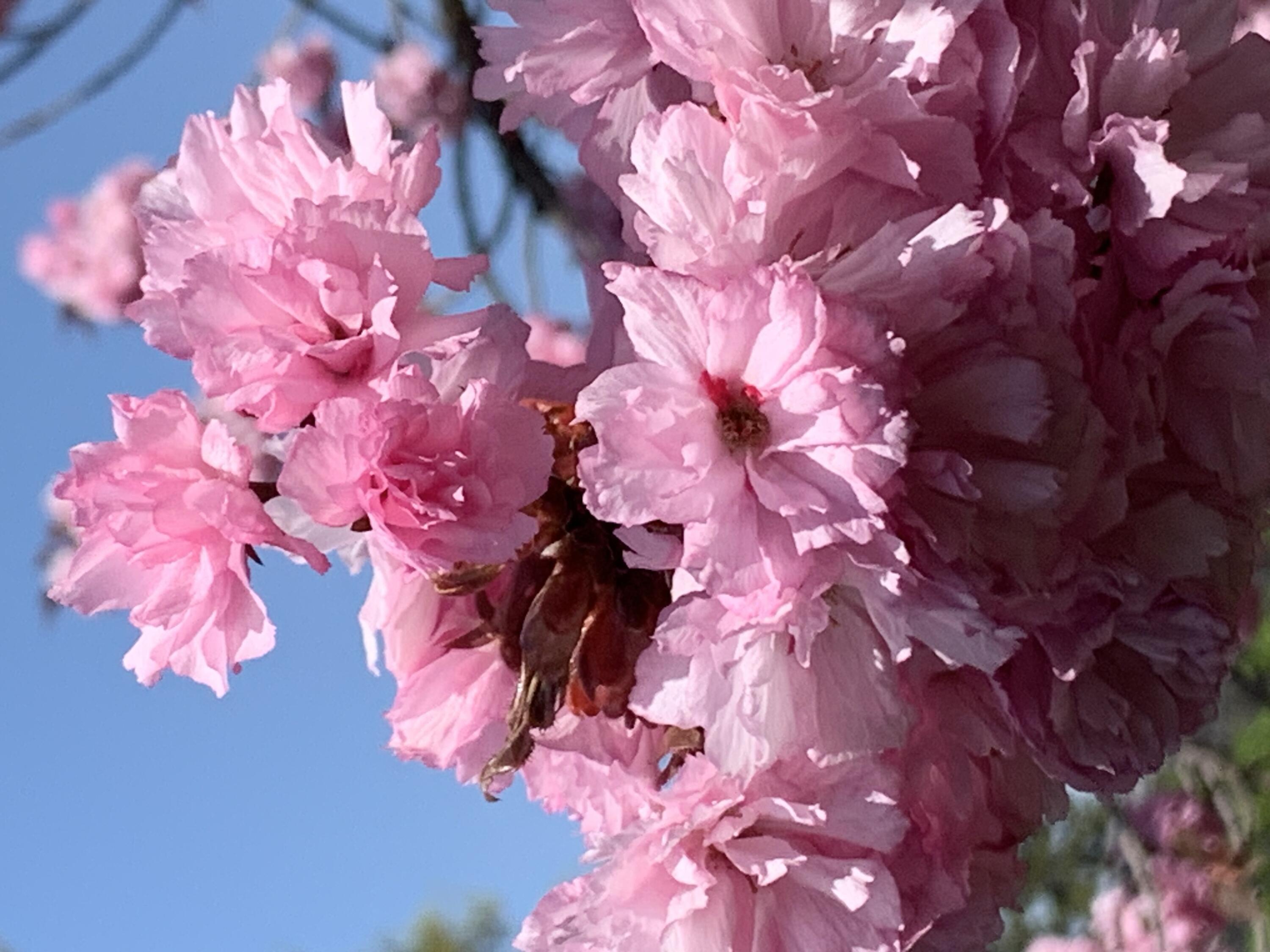 4309 Billmar Street SW