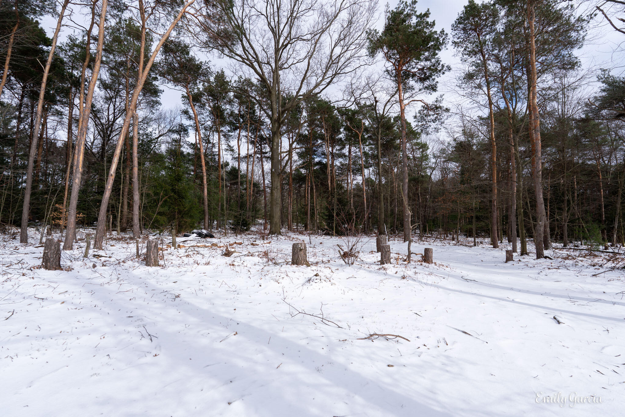 4184 Butternut Drive