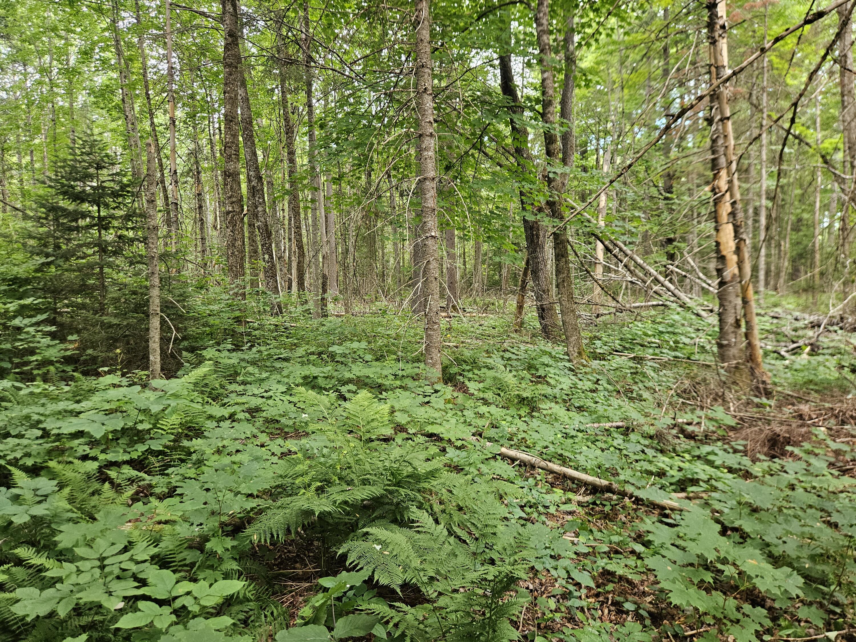 10 Moosehorn Road