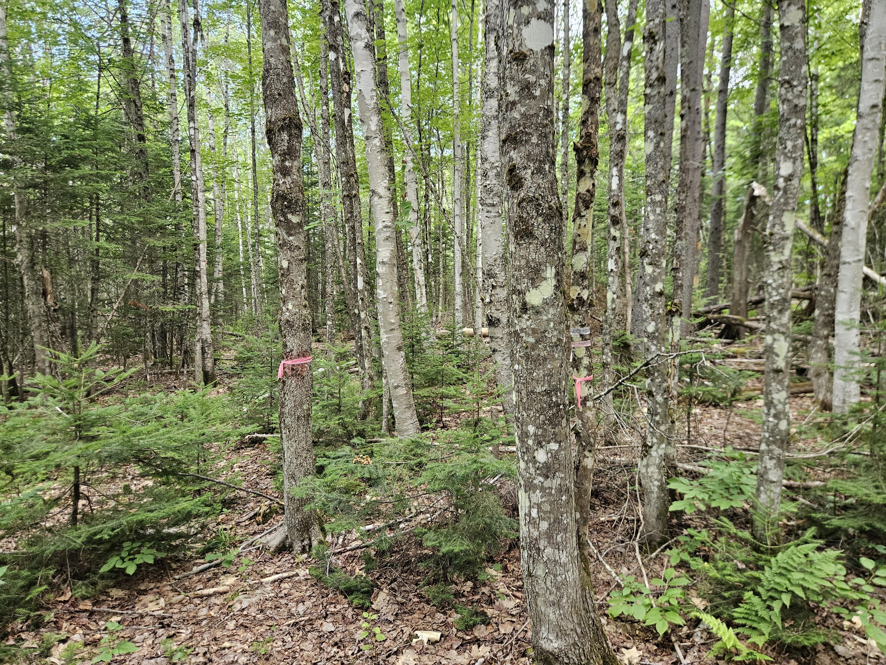 10 Moosehorn Road