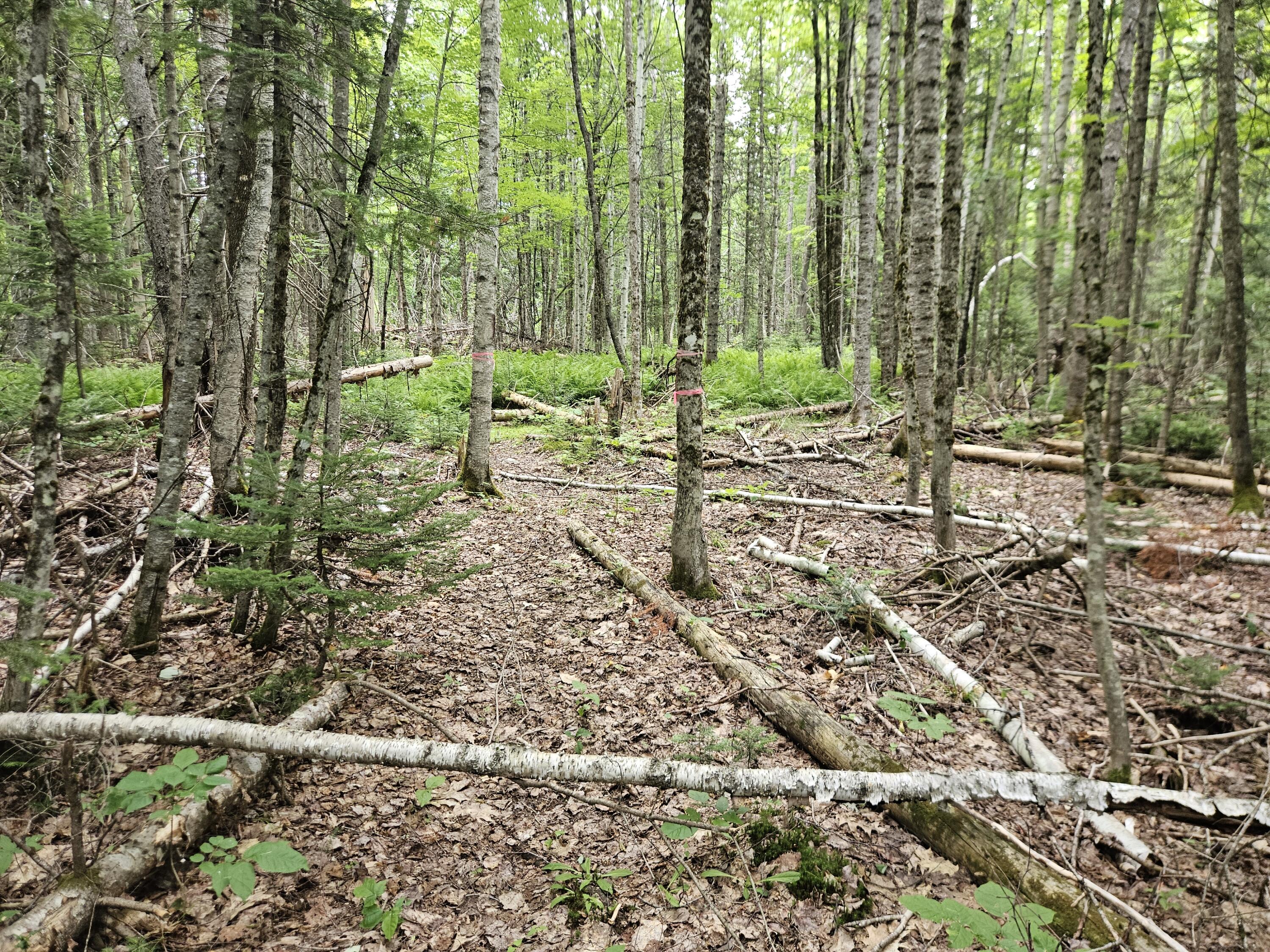 10 Moosehorn Road