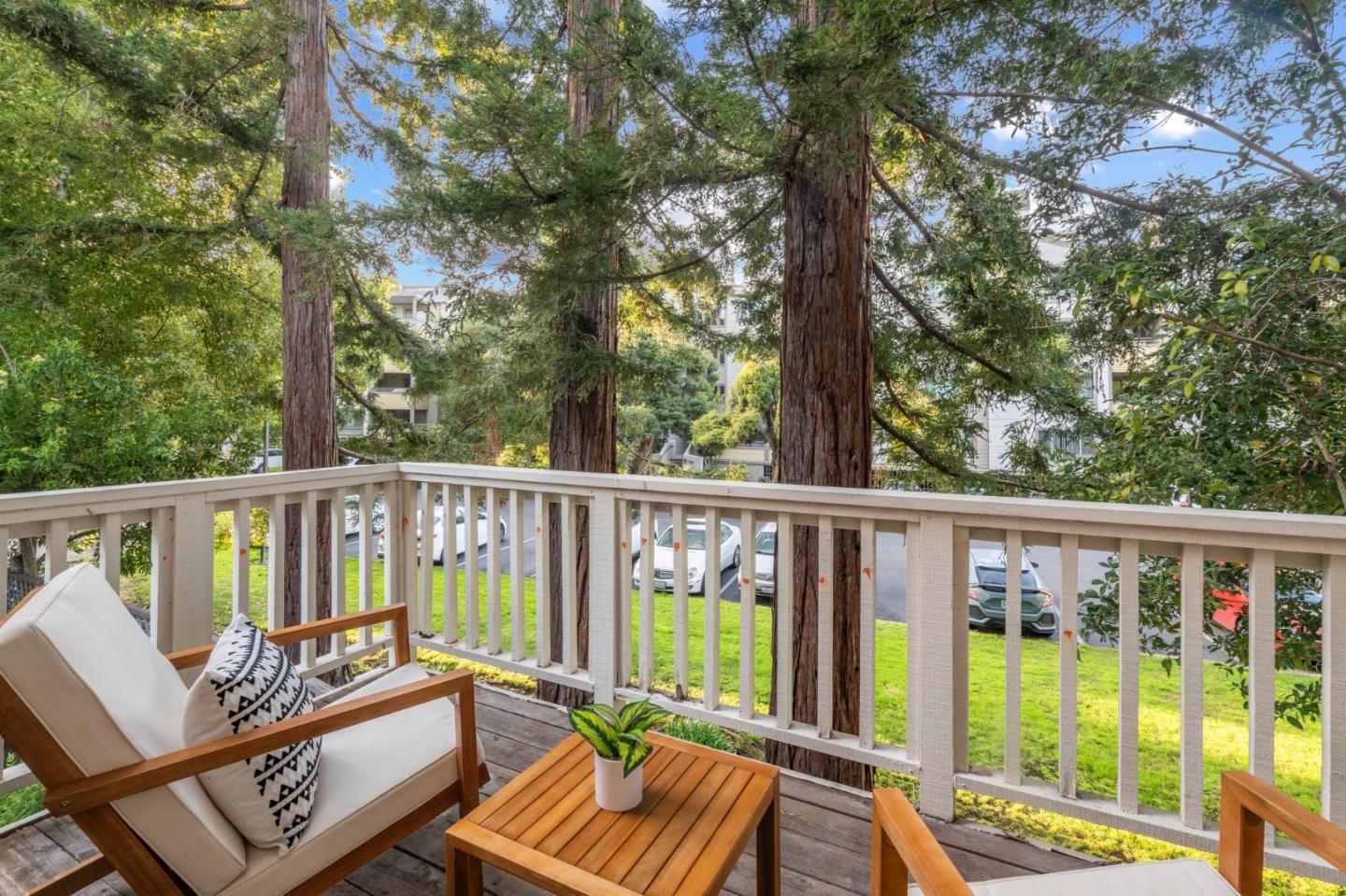 979 Pinto Palm TER 30