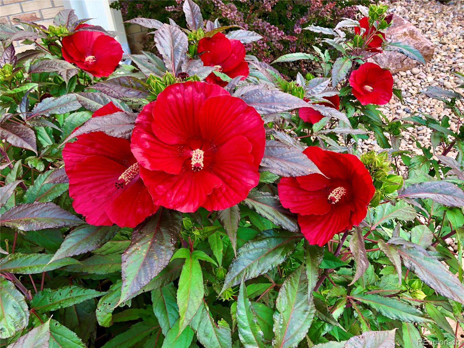 7035 S Magnolia Circle