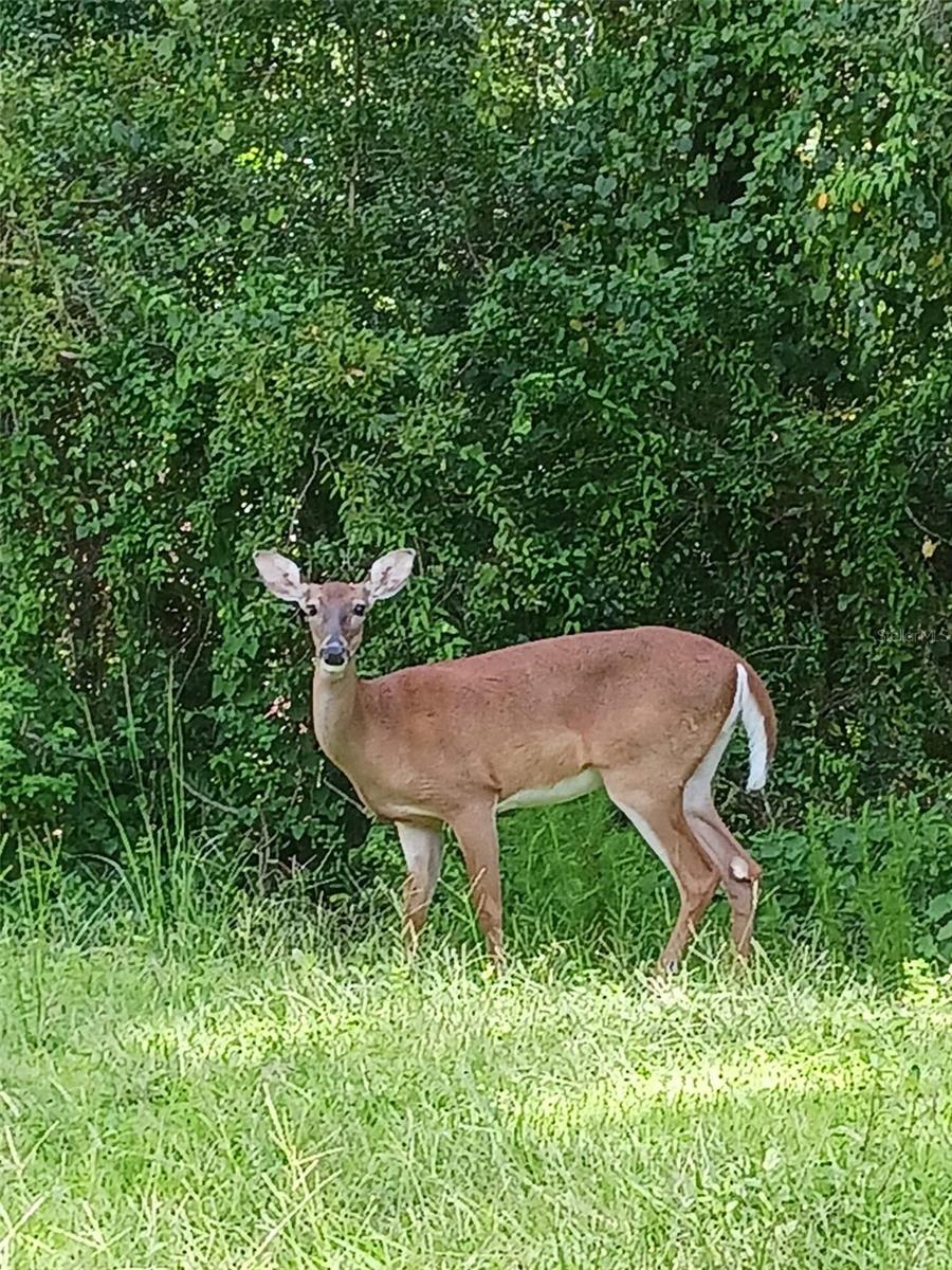 25906 TERRAWOOD LOOP