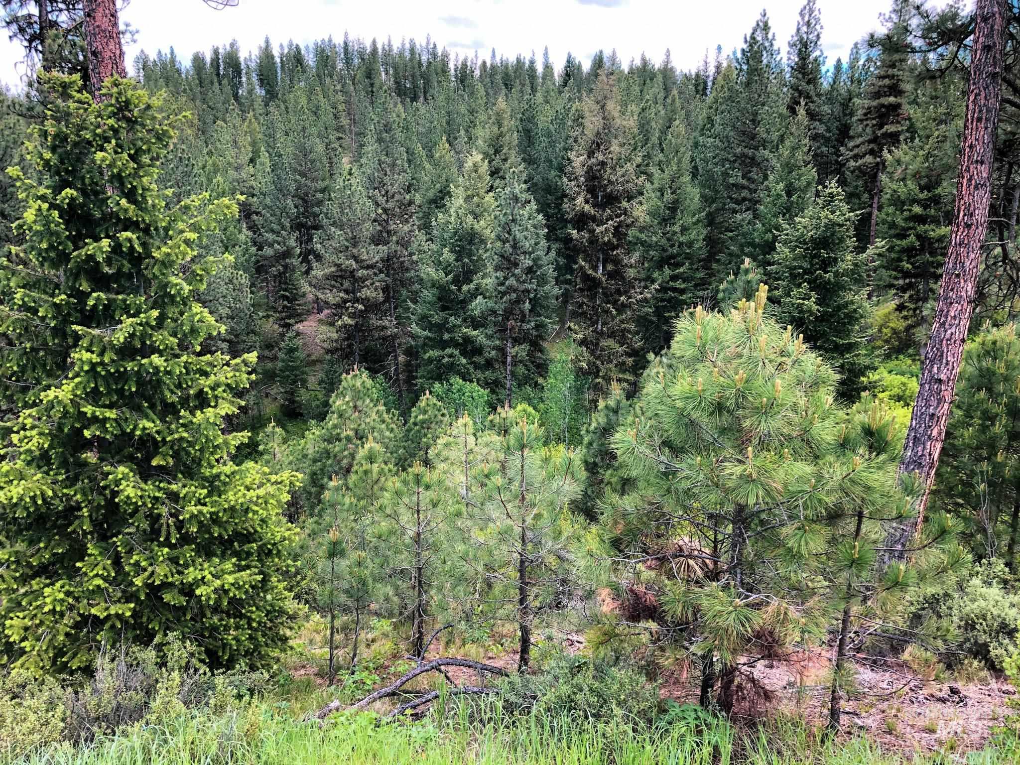 TBD 5 Meadow Creek Drive