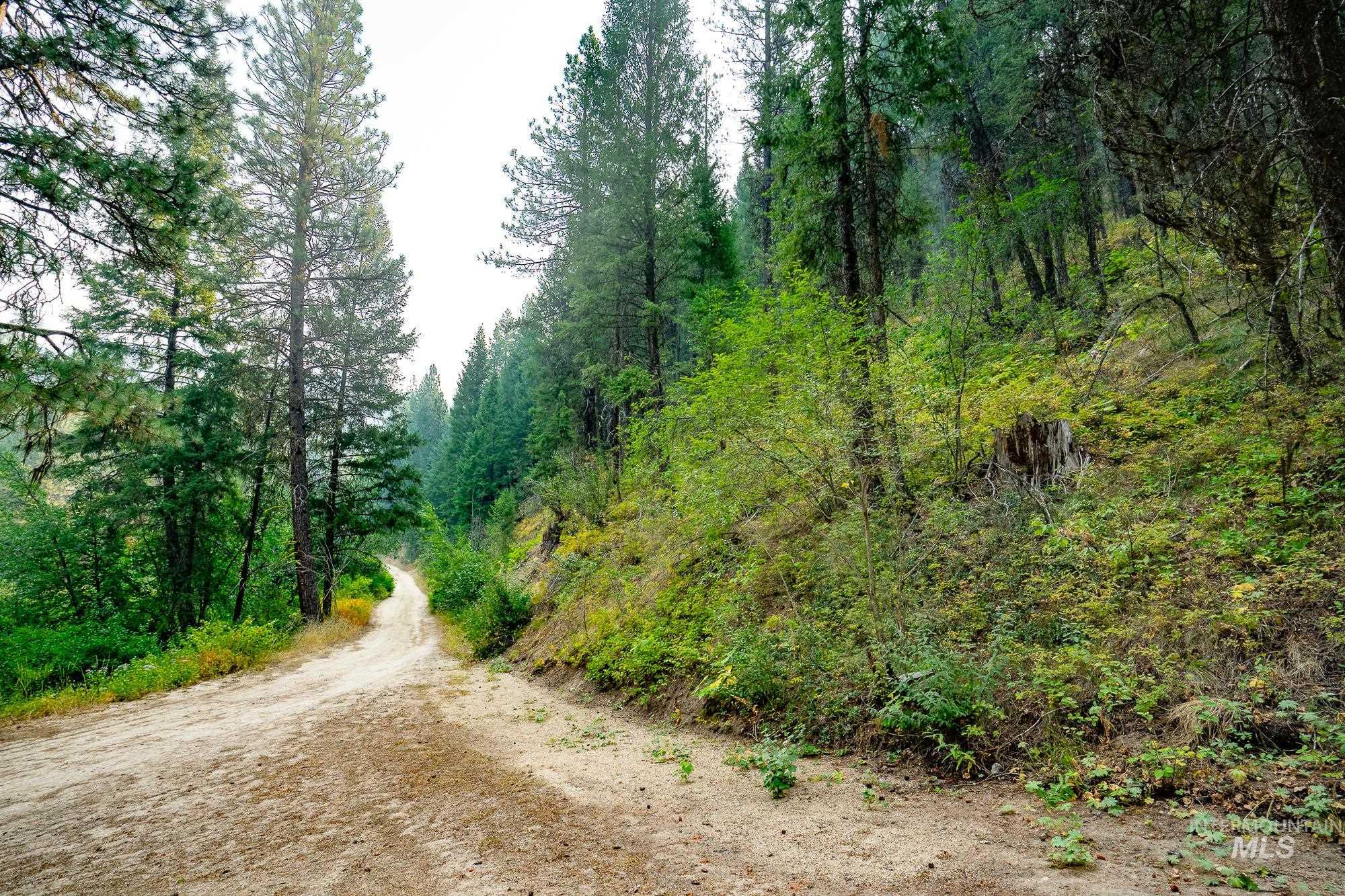 TBD Forestland