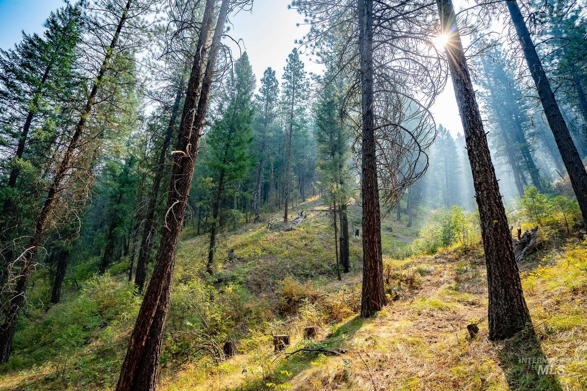 TBD Forestland