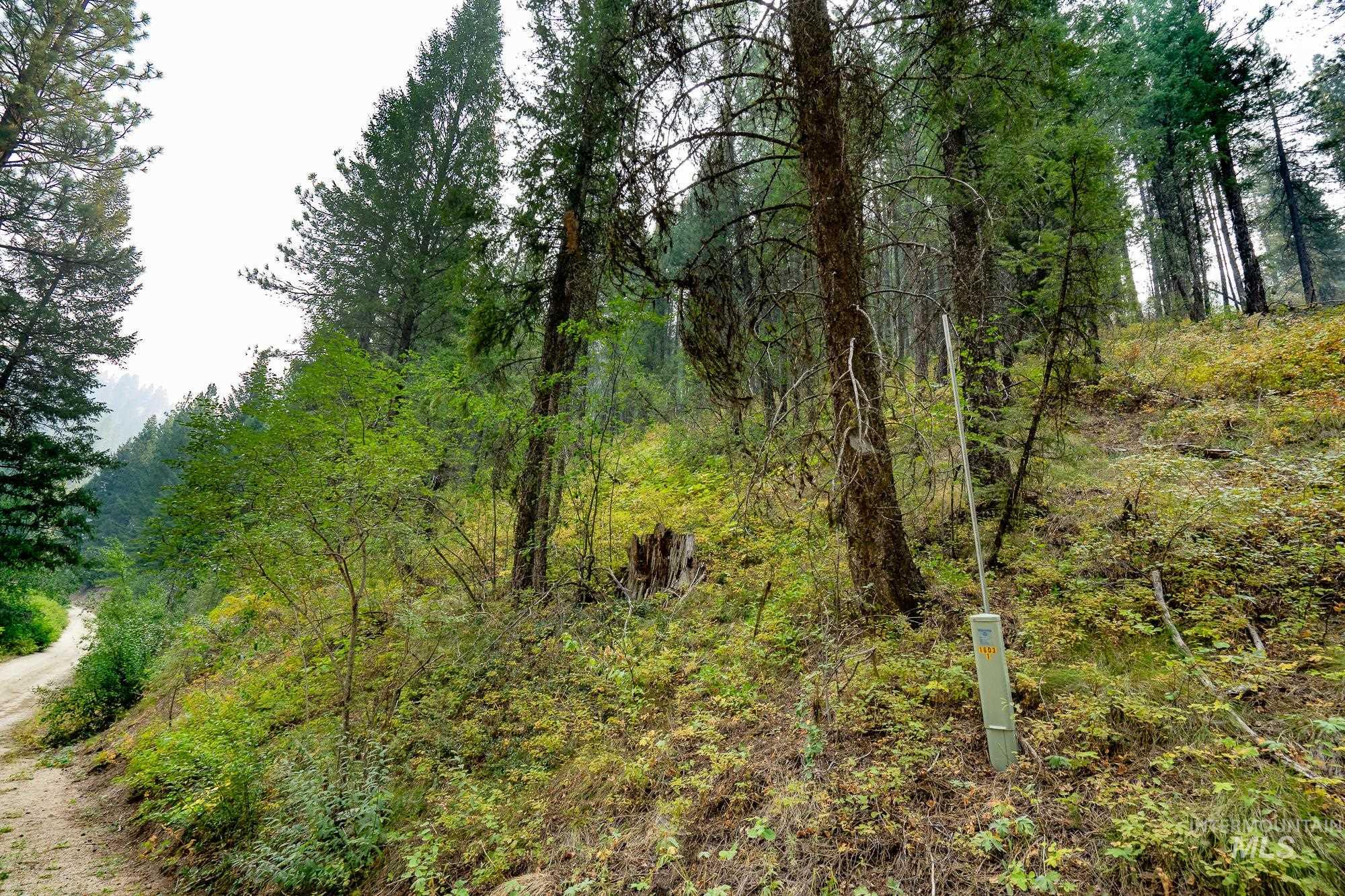 TBD Forestland