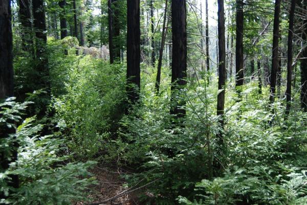 1 Redwood Retreat RD