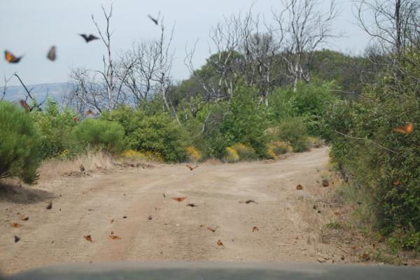 1 Redwood Retreat RD