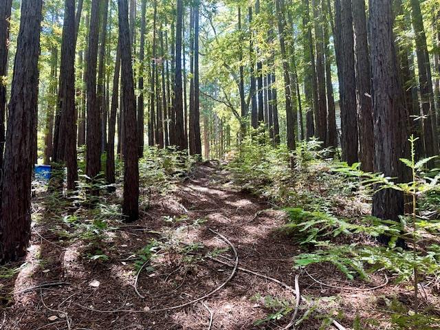 1 Redwood Retreat RD